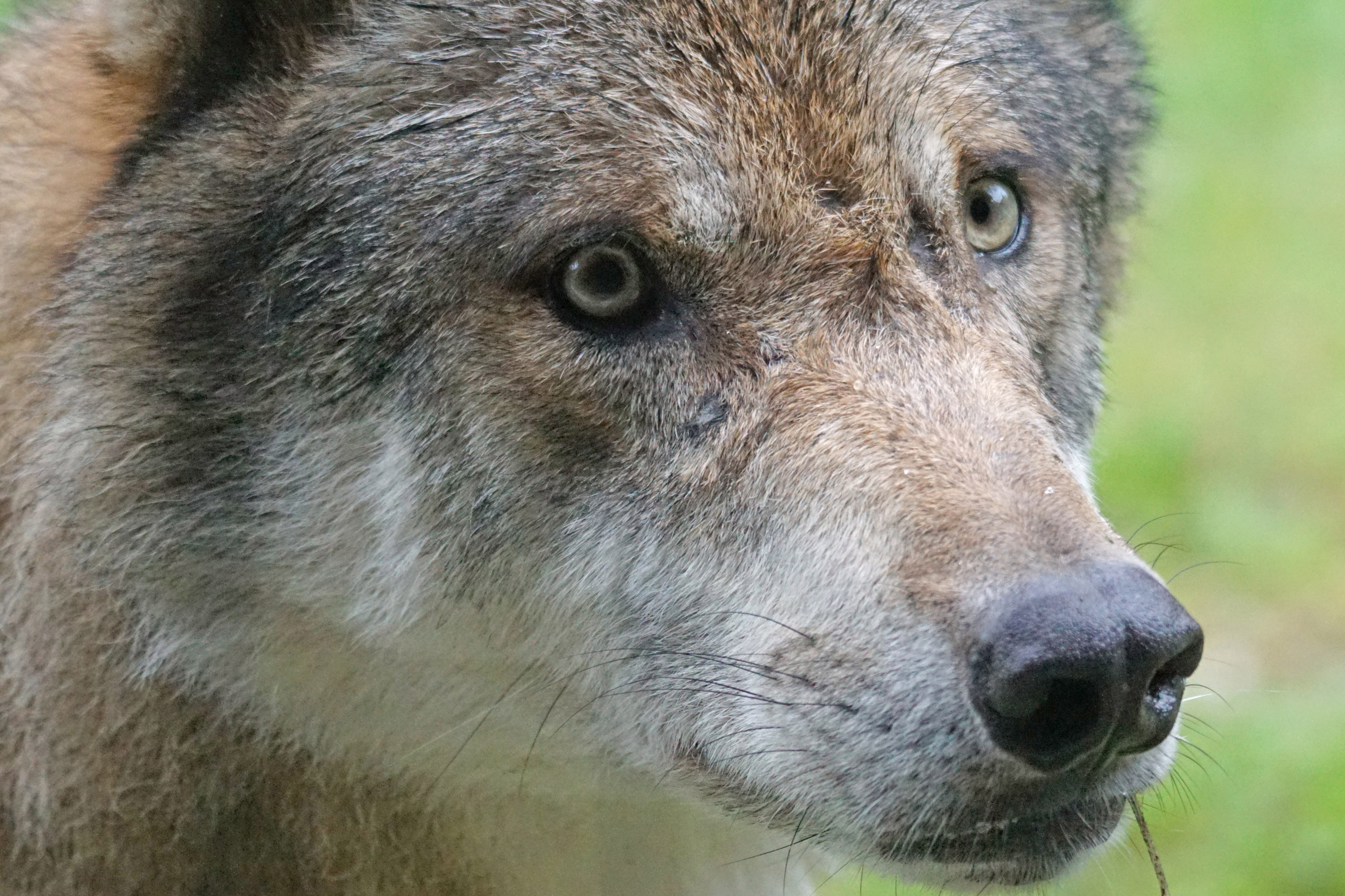 animal body part, mammal, looking, close-up, snout, animals in the wild, predator, focus on foreground, wolf, close, european wolf, hair, looking away, HD Wallpaper