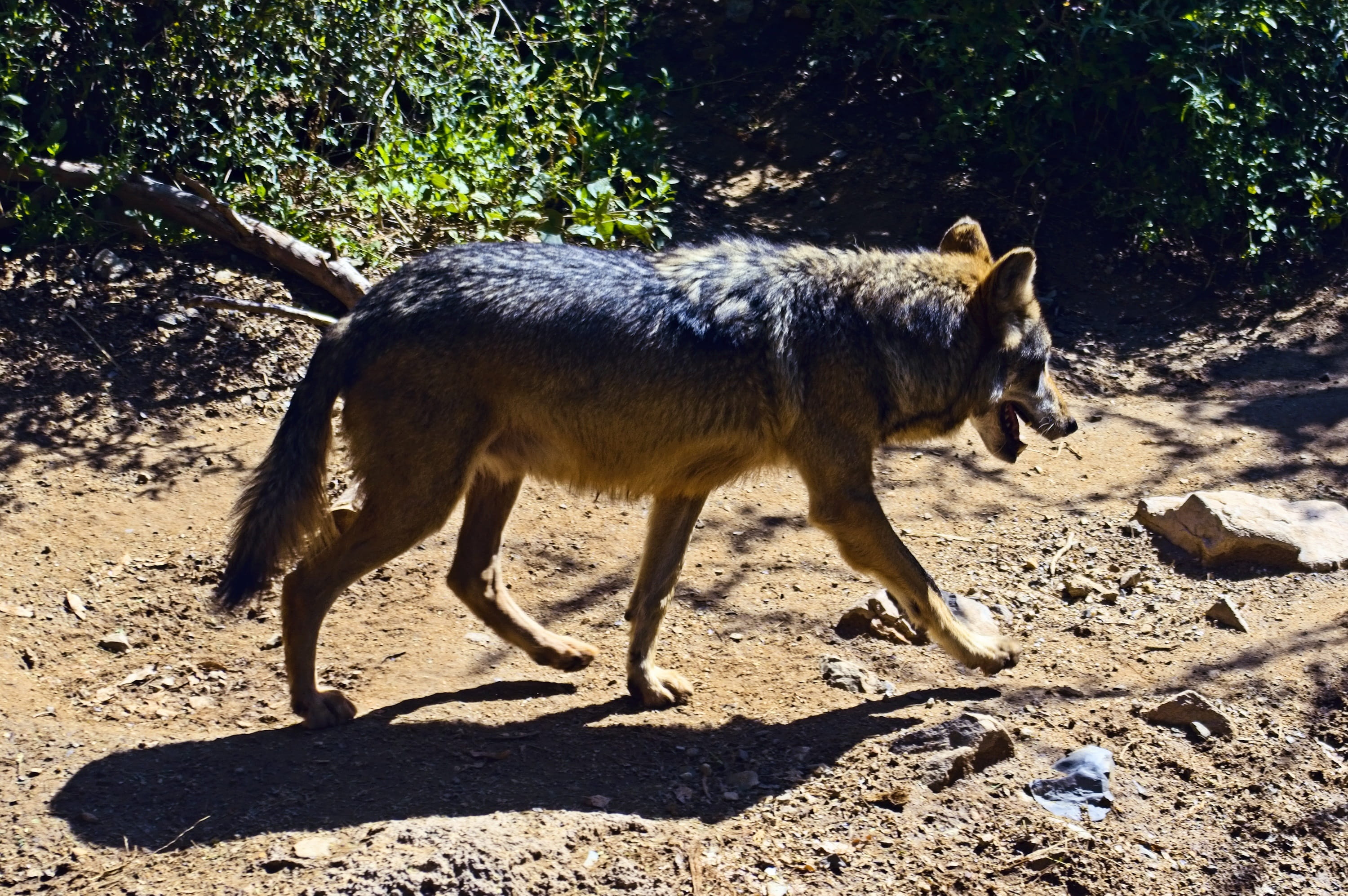 dry, animals in the wild, mammal, lobo, arizona, day, tucson, one animal, desert, herbivorous, no people, standing, pets, vertebrate, grey, carnivore, 2K, HD Wallpaper
