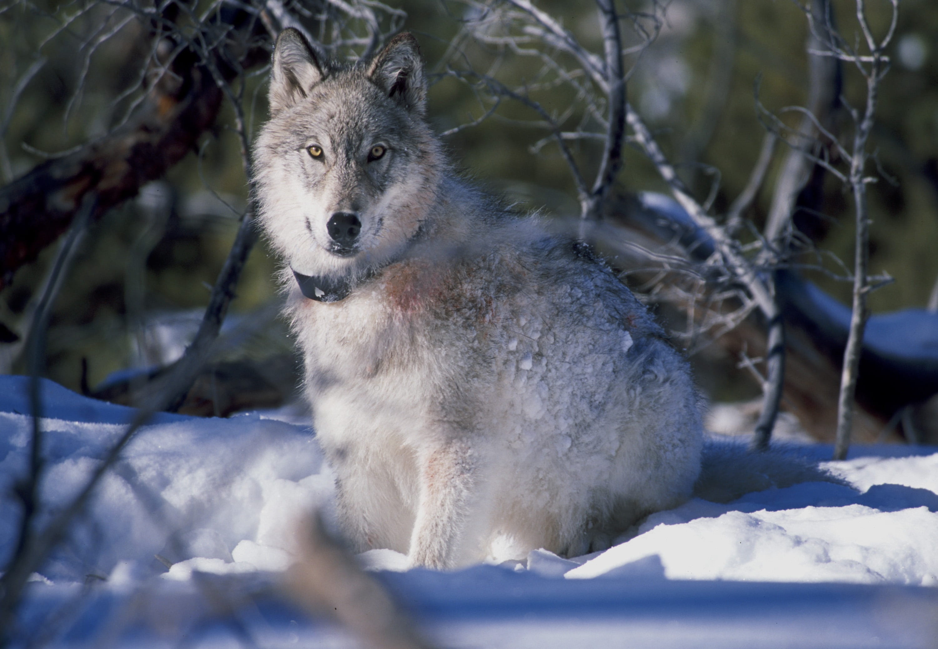 ice, outside, day, vertebrate, covered, plant, cold temperature, tree, mammal, brush, ground, animal themes, wolf, no people, photo, one animal, canis lupus, HD Wallpaper