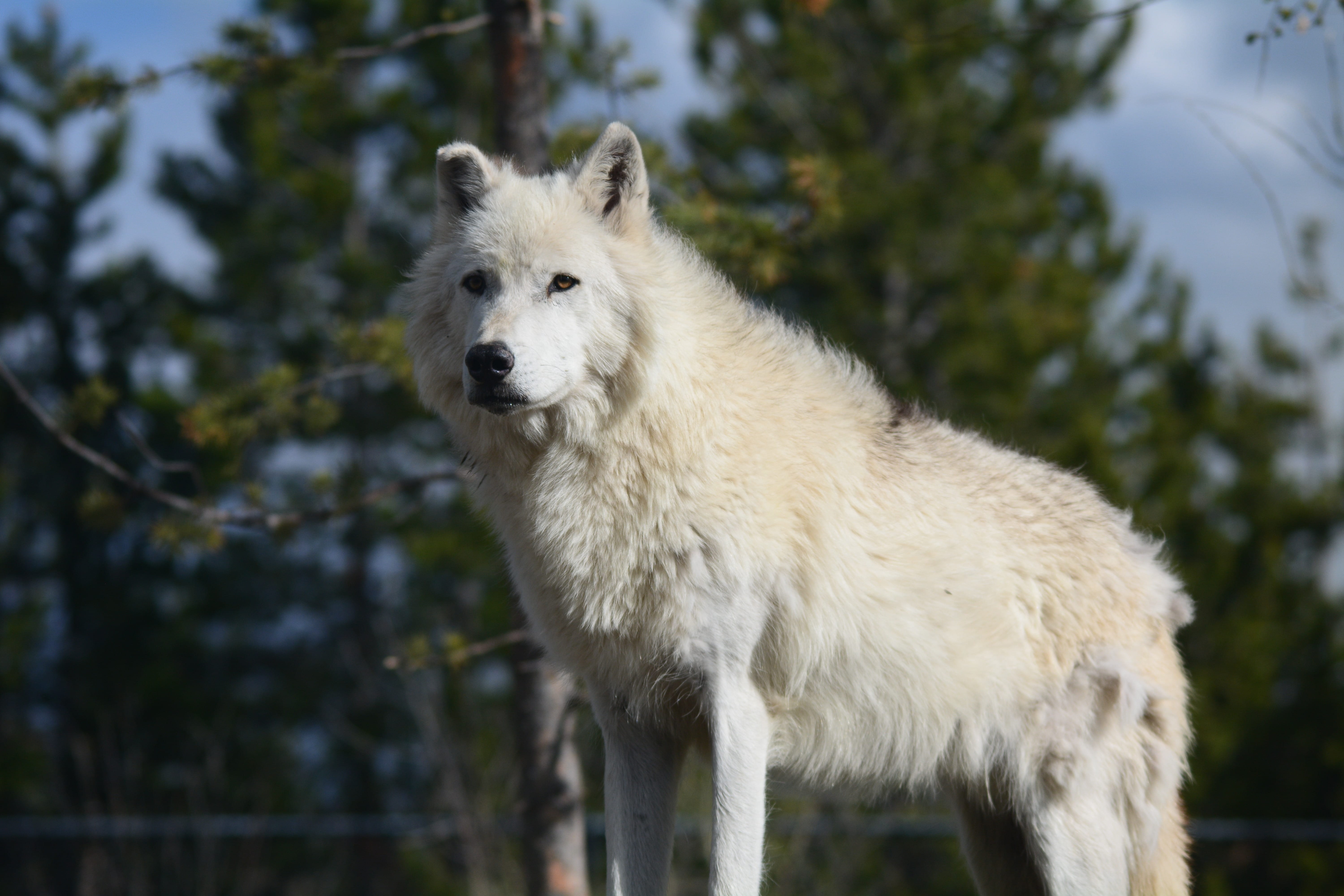 animal wildlife, plant, dog, vertebrate, domestic animals, wyoming, mammal, forest, canine, nature, predator, woods, lens, daytime, photography, wolf, domestic, HD Wallpaper