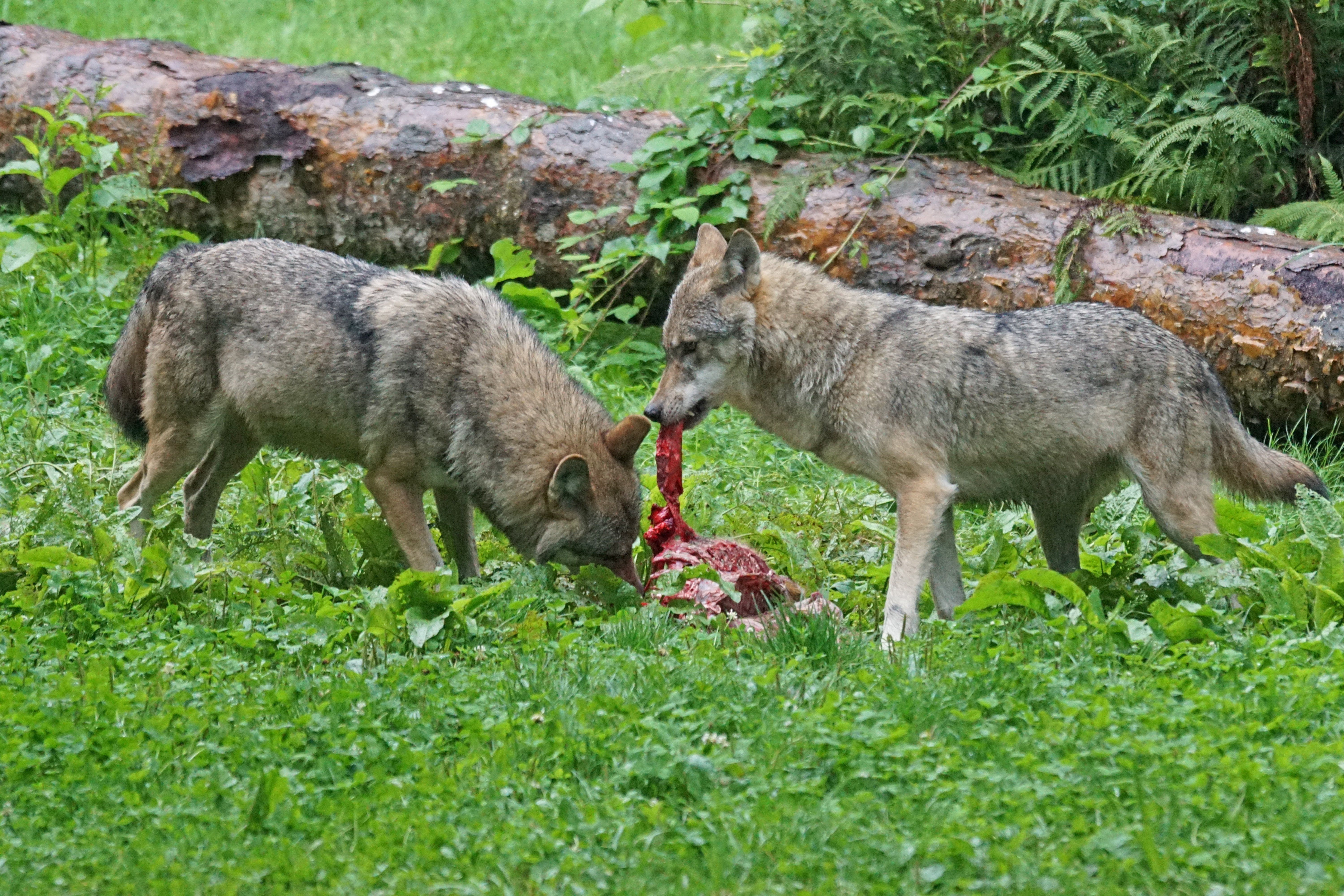 day, grass, young animal, no people, nature, carnivore, group of animals, animal wildlife, conflict, two animals, european wolf, prey, field, mammal, animals In The Wild, HD Wallpaper