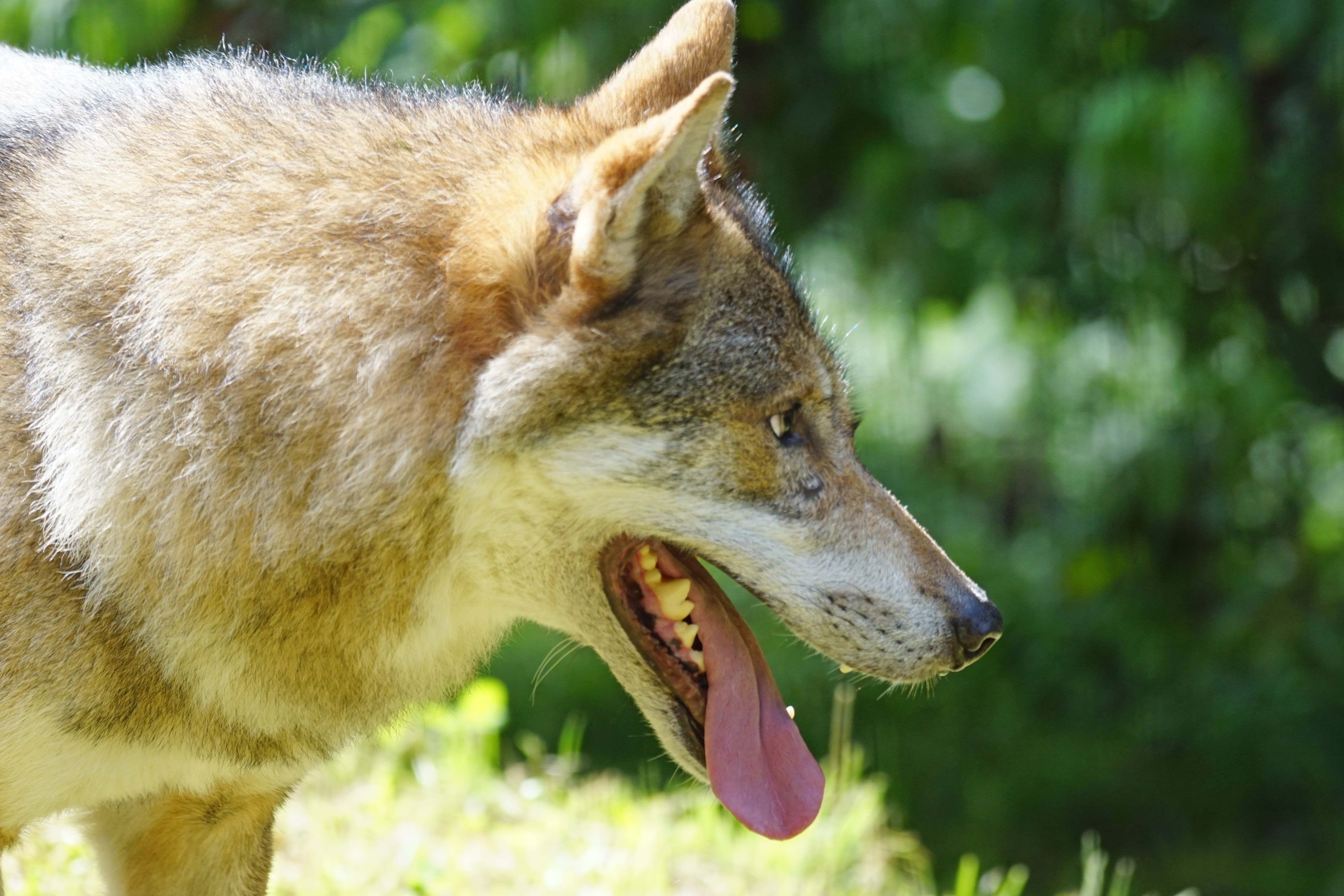 wolf, nature, one animal, wildlife, canis lupus, portrait, close-up, looking away, carnivore, animal wildlife, carnivores, side view, animals In The Wild, HD Wallpaper