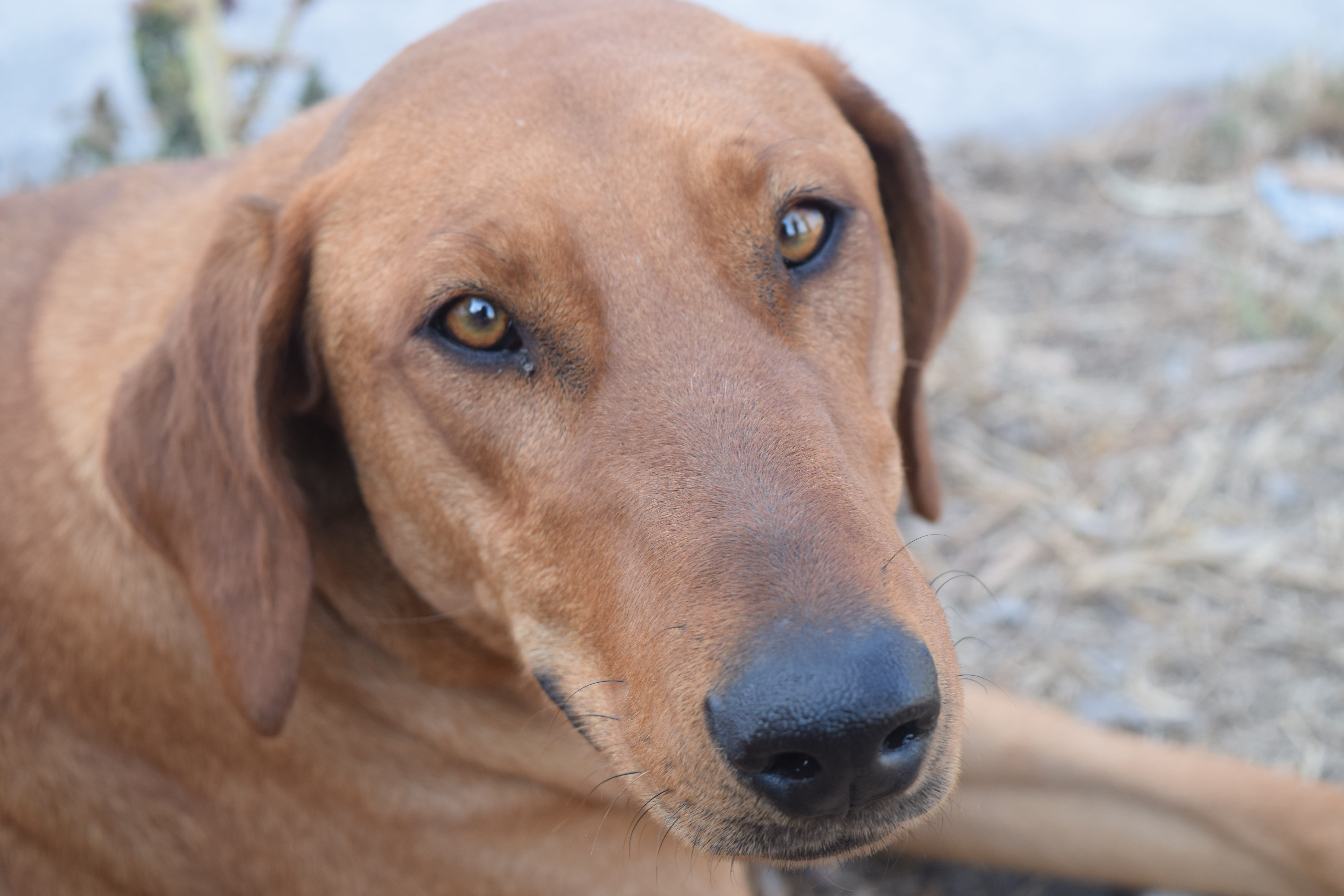 snout, animalia, canine, people, domestic, dog, portrait, canis lupus familiaris, pets, brown, animal body part, focus on foreground, looking at camera, HD Wallpaper