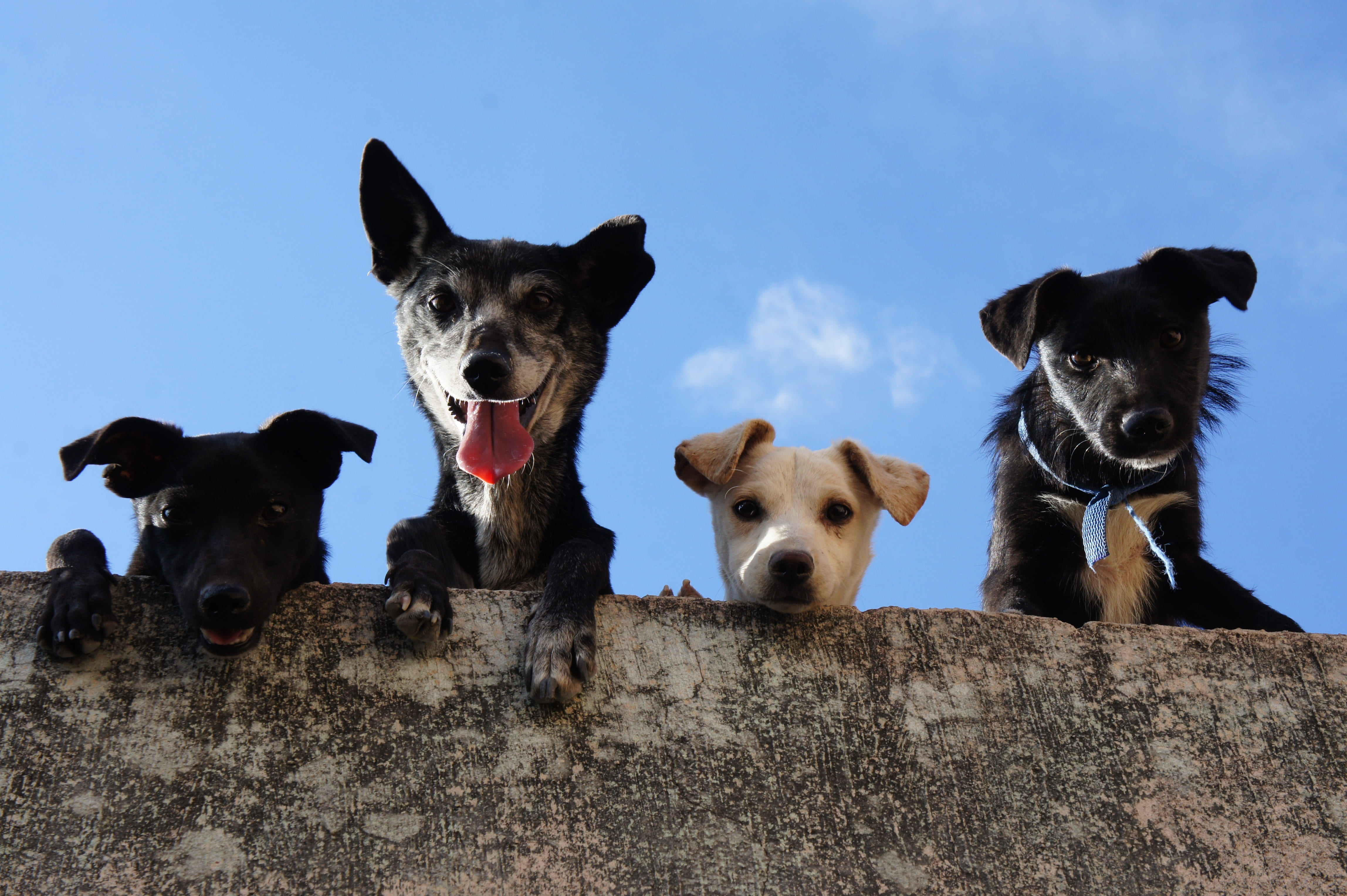 animalia, no people, low angle view, pets, dog portrait, nice, domestic, animal themes, vertebrate, animal, canidae, canine, pet, mammalia, two animals, HD Wallpaper