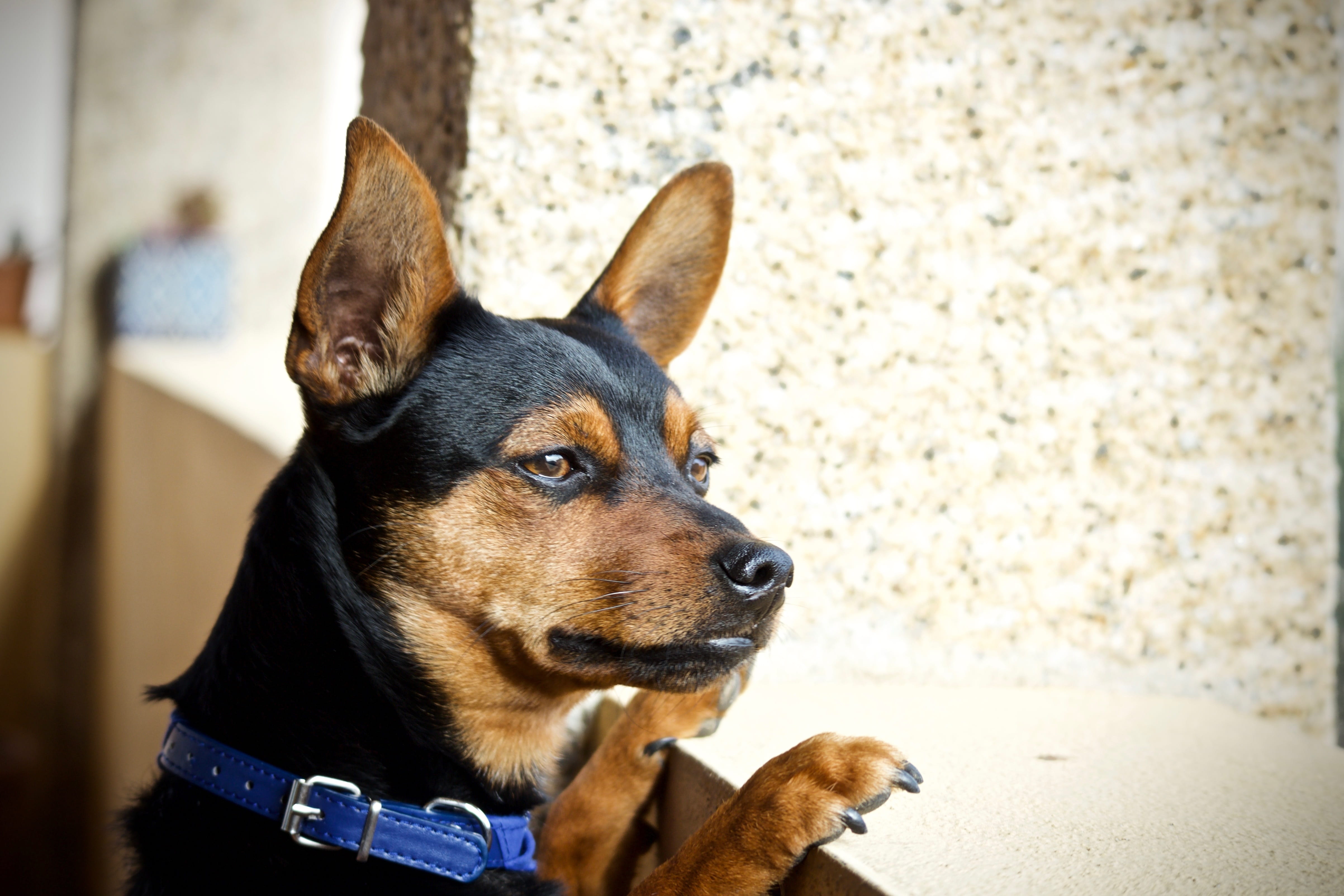 animal head, canidae, brown, cute, animal world, pinscher, purebred dog, animal, pet collar, animal themes, facial expression, chihuahua - dog, canine, HD Wallpaper