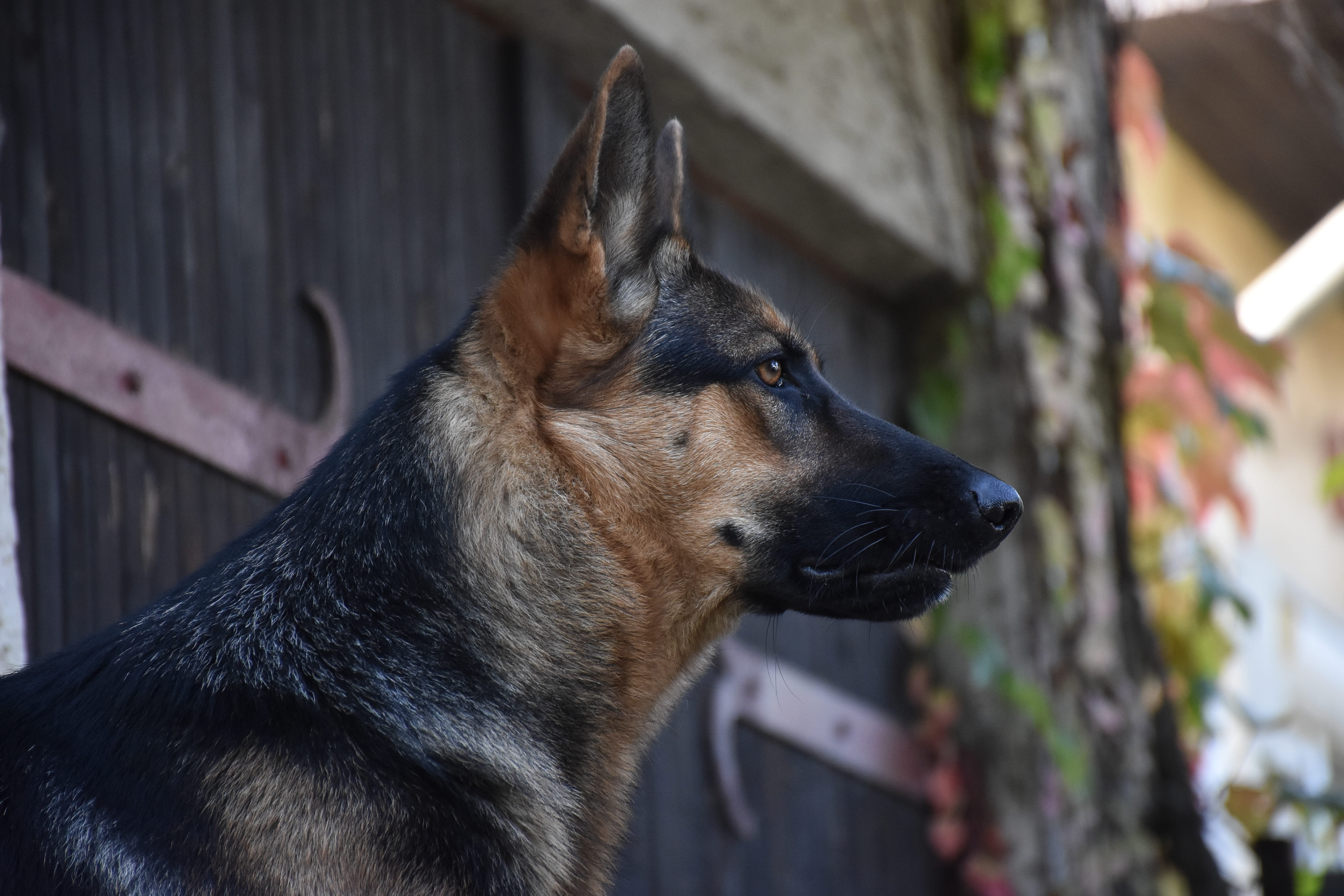 domestic, canine, hund, german shepherd, profile view, outdoors, snout, day, animal themes, one animal, looking away, looking, schäferhund, mammal, no people, HD Wallpaper