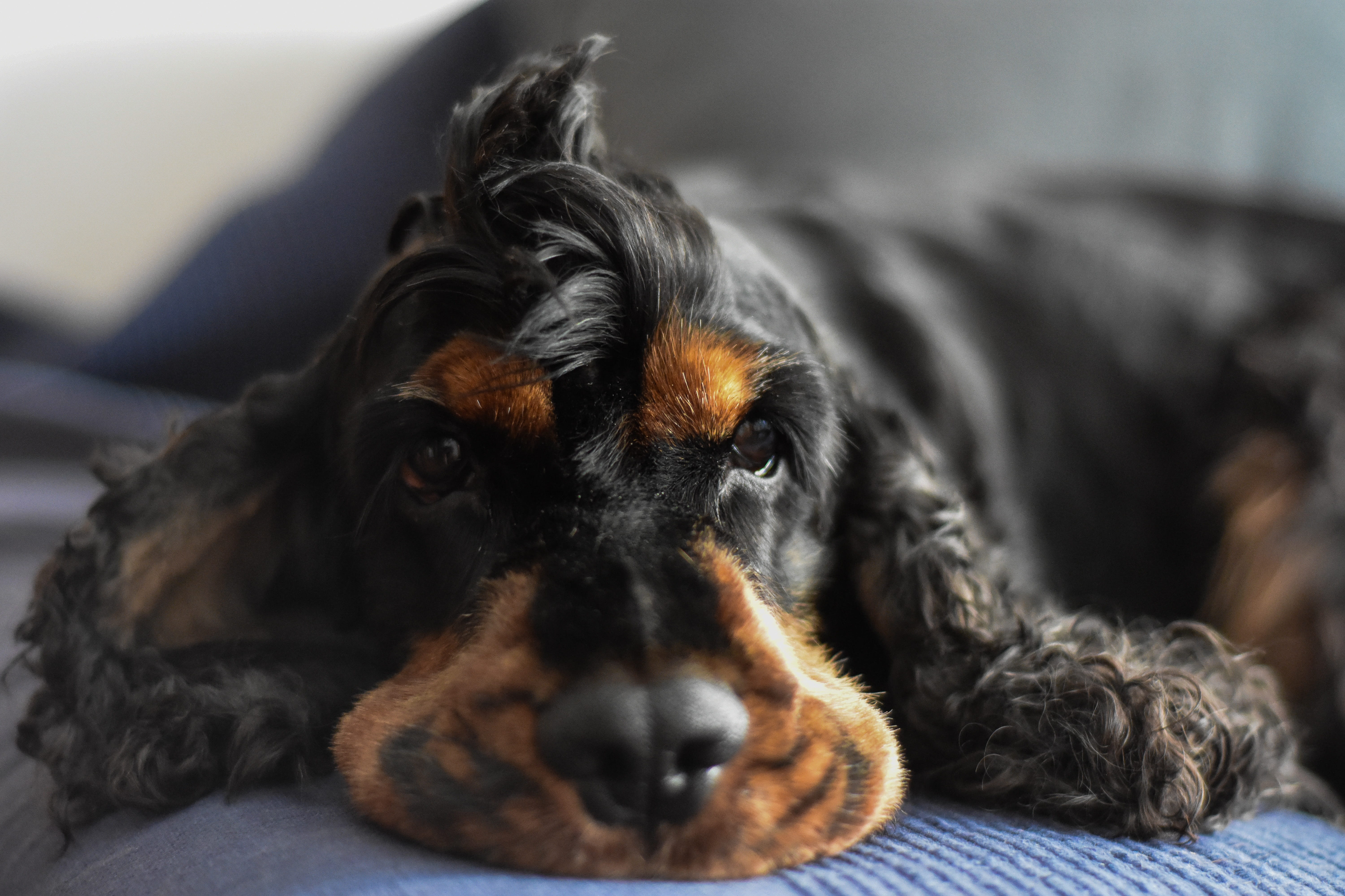 animal head, bed, relaxation, domestic, indoors, portrait, no people, domestic animals, cocker spaniel, looking at camera, canine, domestic room, mammal, HD Wallpaper