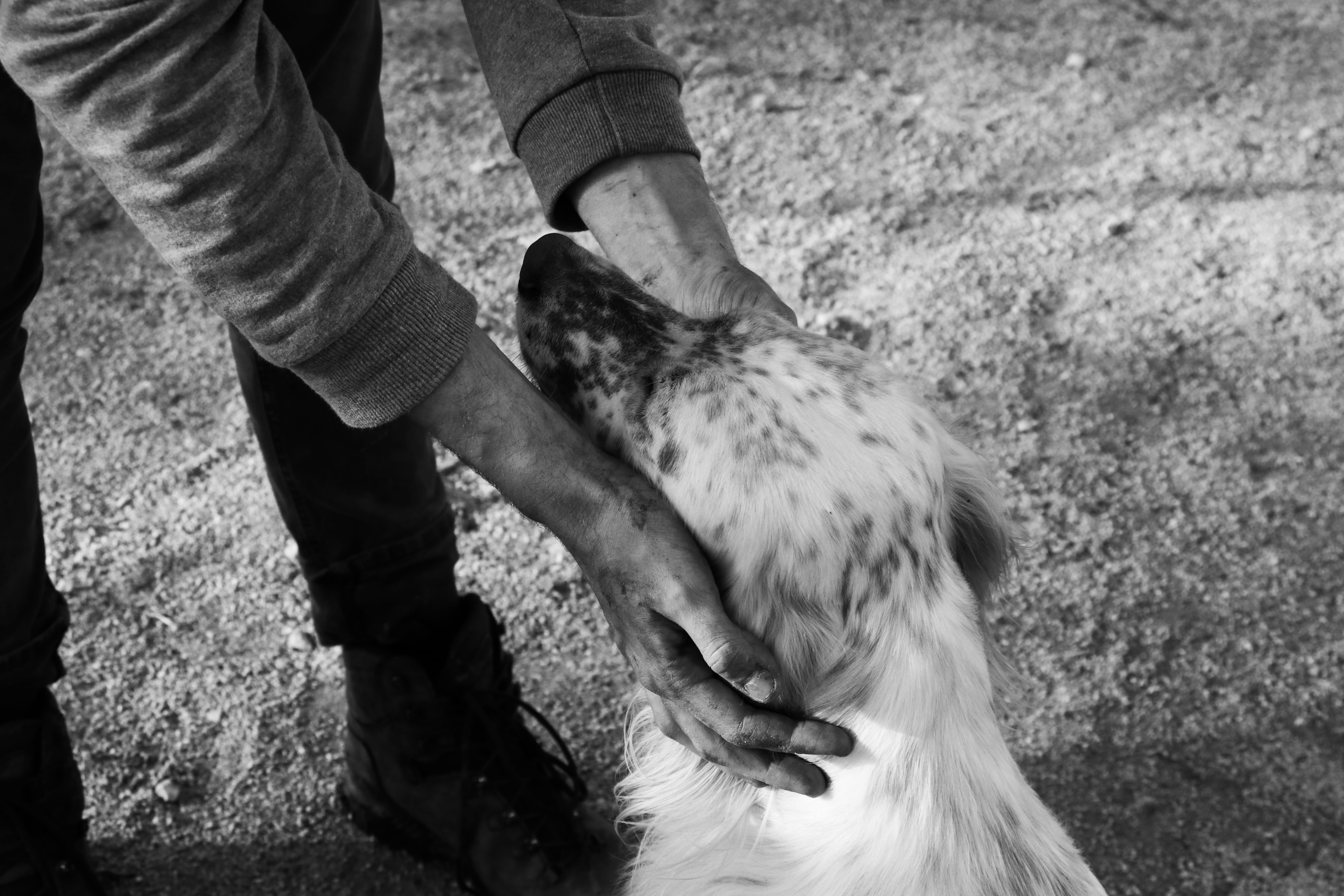 body part, pet, outdoors, human hand, canine, nature, pets, holding, domestic, man, one person, hund, clothing, pet owner, animal leg, care, human leg, HD Wallpaper