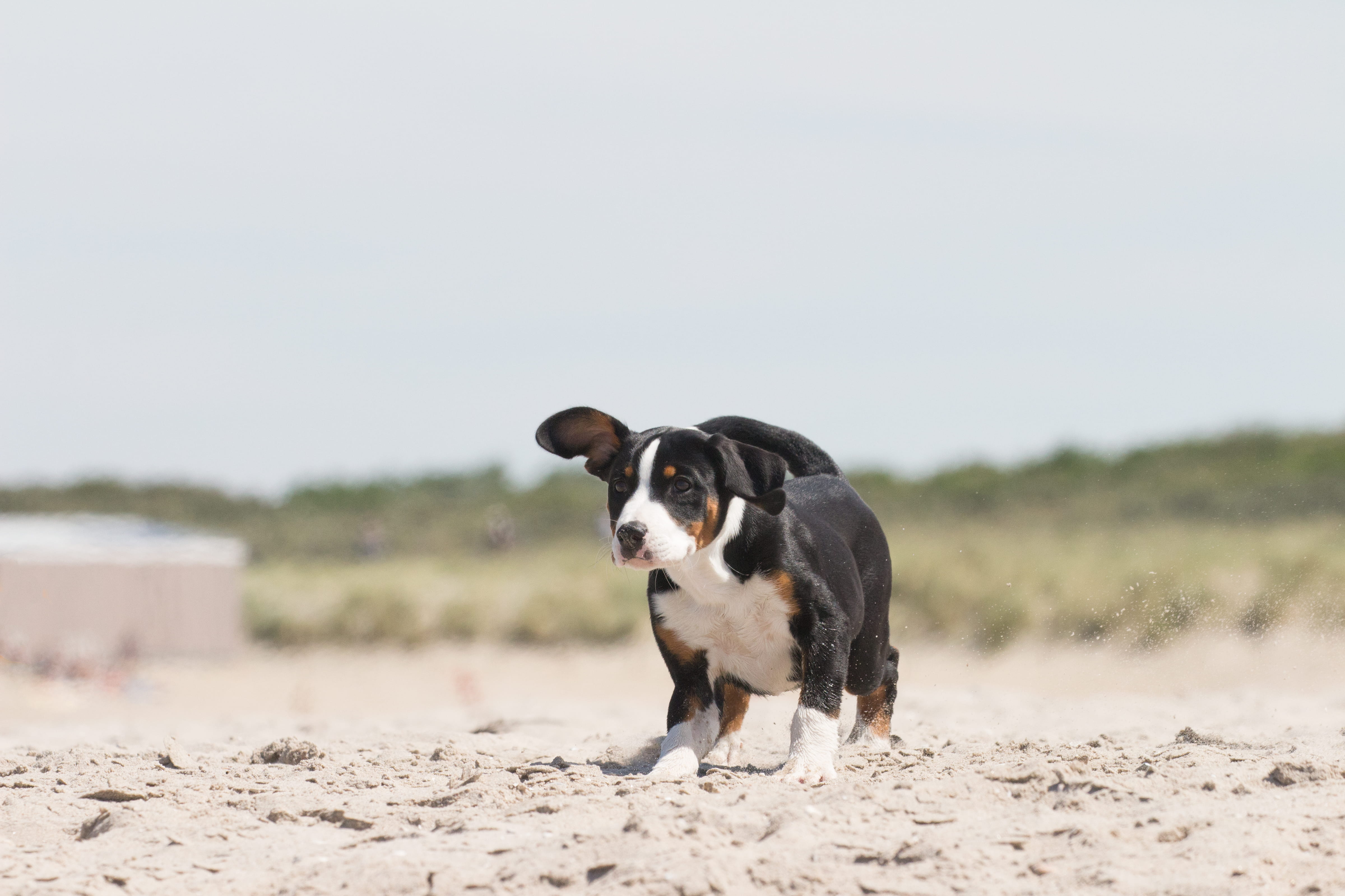 young, happy, domestic, outdoors, face, day, one animal, land, cute, black, nature, pet, border collie, beach, no people, nose, focus on foreground, tan, HD Wallpaper