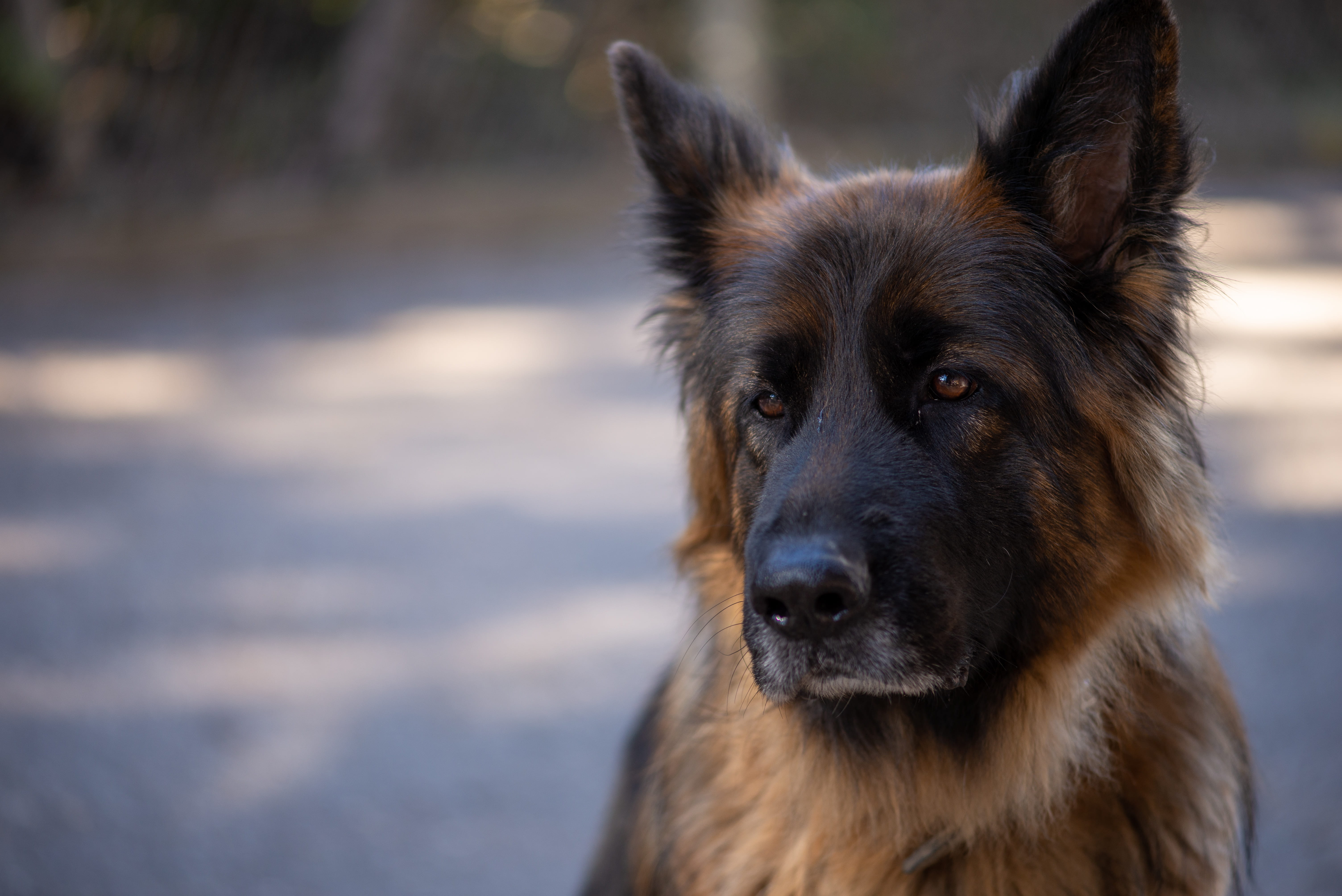 one animal, cocker spaniel, puppy, vertebrate, portrait, tier, mammal, animal themes, german shepherd, animal body part, looking, rasse, spaniel, collie, HD Wallpaper