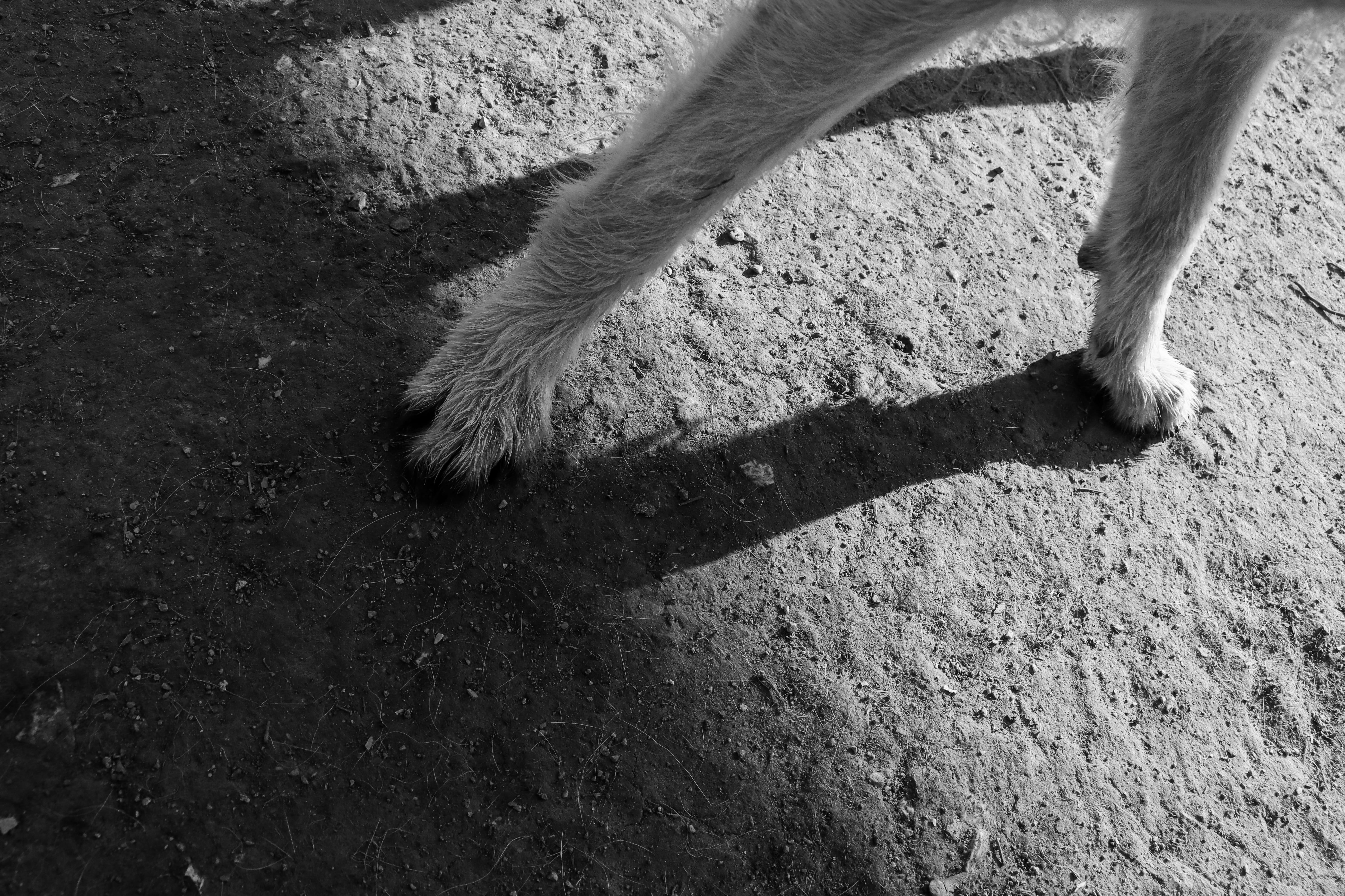weiß, shadow, pet, animals, vertebrate, hair, herbivorous, adopt, low section, animal leg, dog, outdoors, animal themes, animal, straßenhunde, nature, rescue, HD Wallpaper