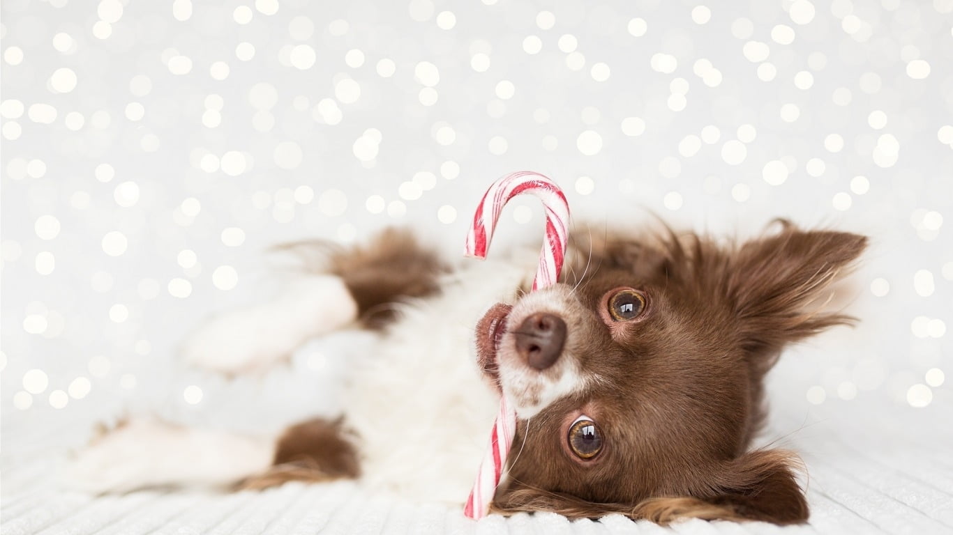 holiday, animal themes, Deutschland, puppy, no people, christmas, domestic animals, young animal, one animal, new years eve, humor, cute, 720P, dog, small, HD Wallpaper