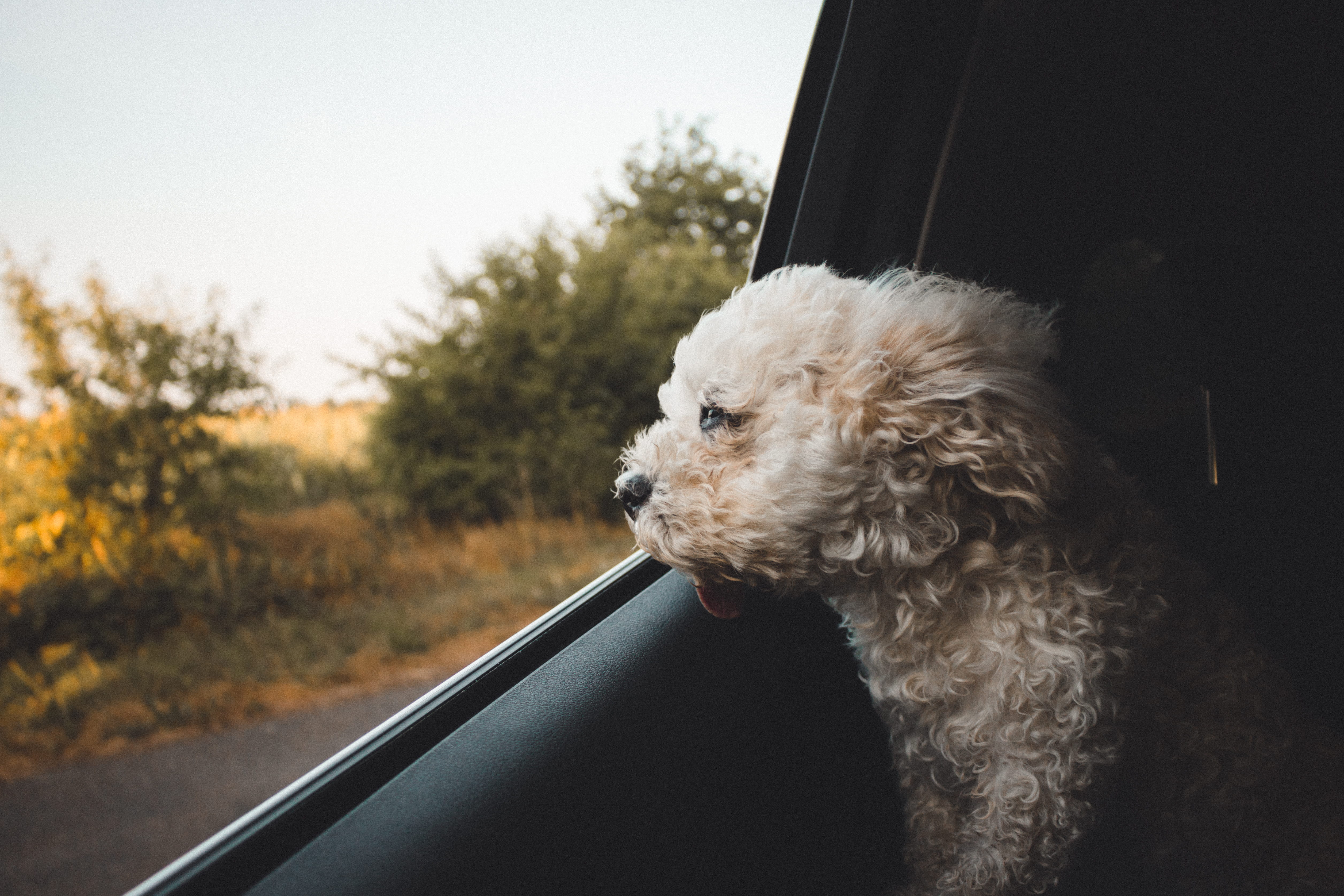 coated, car, young Animal, selective, long, sally, vehicle, pets, windy, animal, cheerful, sitting, mammal, summer, pet, bichon Frise, hund, dog, fur, ride, HD Wallpaper