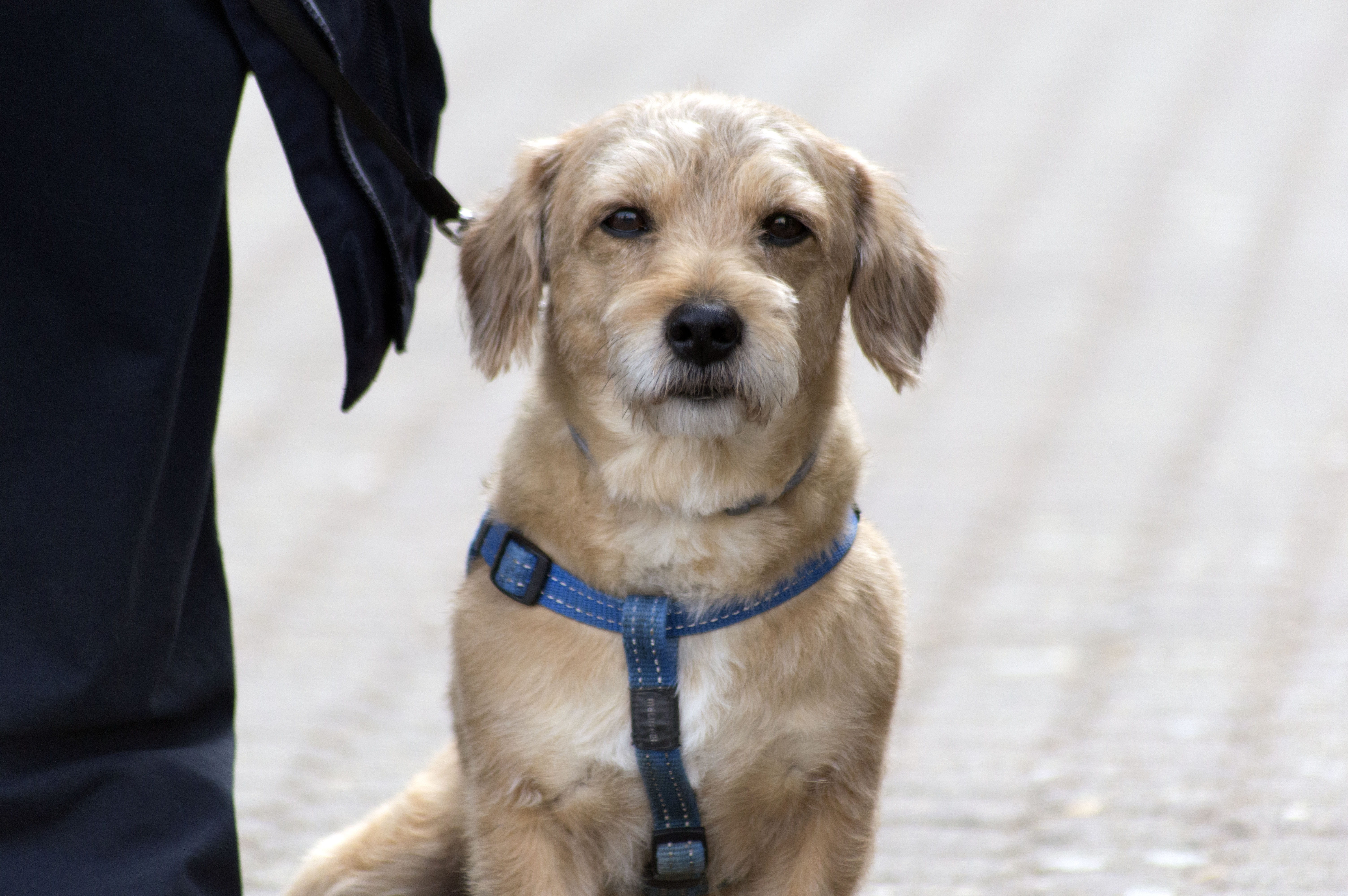 leash, pet owner, zagreb, croacia, people, hund, portrait, pet collar, one animal, perro, domestic animals, canine, hunde, focus on foreground, day, pets, HD Wallpaper