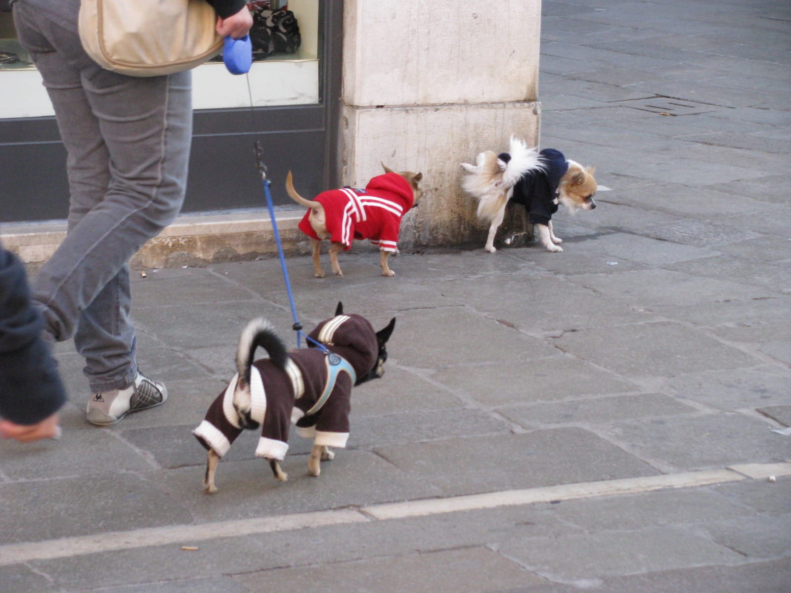 street, domestic animals, 720P, day, one animal, pet owner, group of animals, city, canine, dog, vertebrate, paving stone, Dog Walking, mammal, pets, animal themes, HD Wallpaper