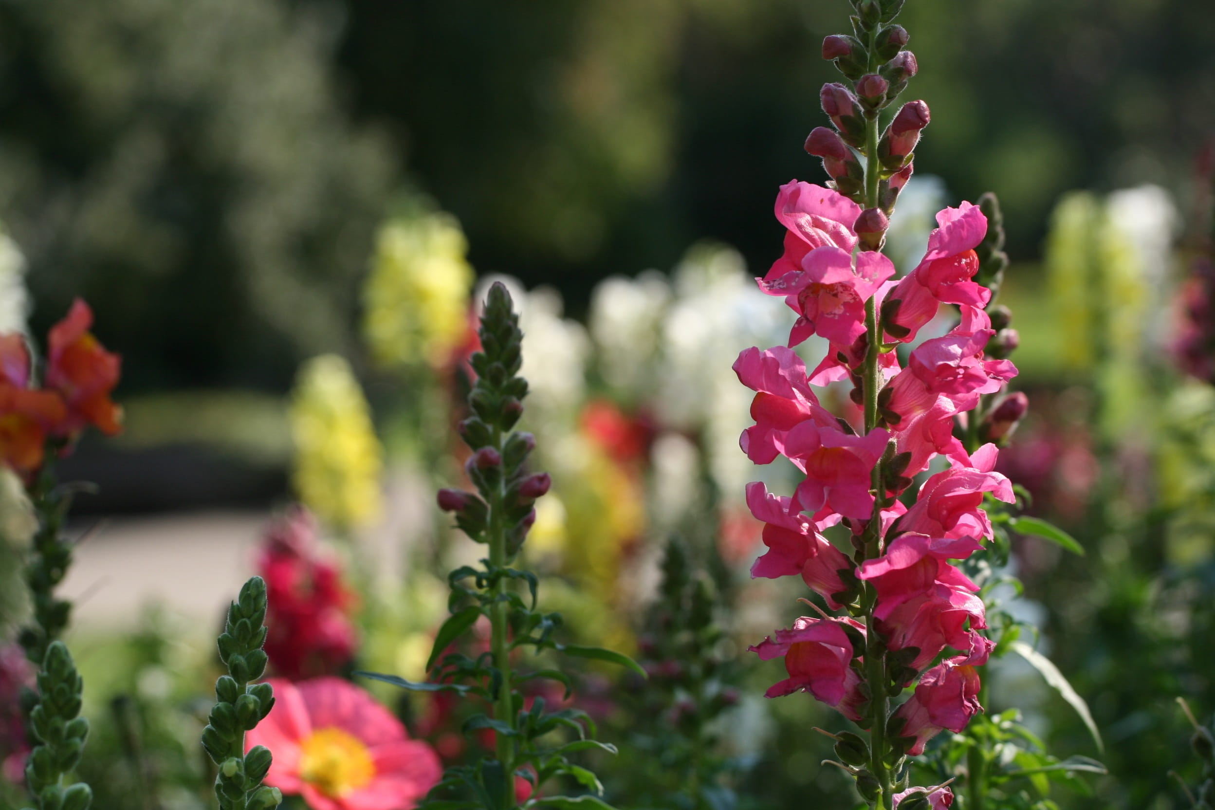  day, flower bud, springtime, gueule-de-lion, pink color, blooming, colors, family scrofulariacées, growth, bouquet, green, outdoors, snapdragon with large flowers, HD Wallpaper