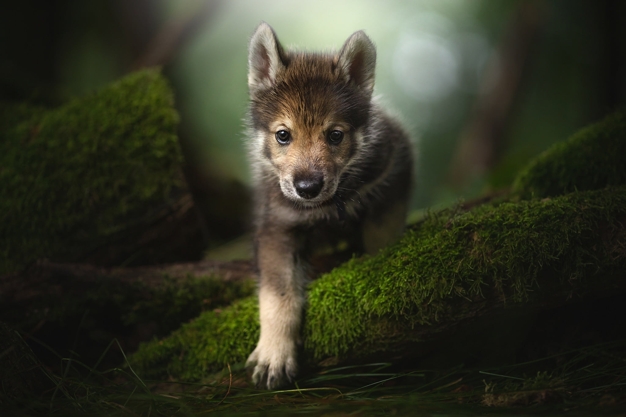 moss, The tamaskan dog, look, 1080P, puppy, paw, face, HD Wallpaper