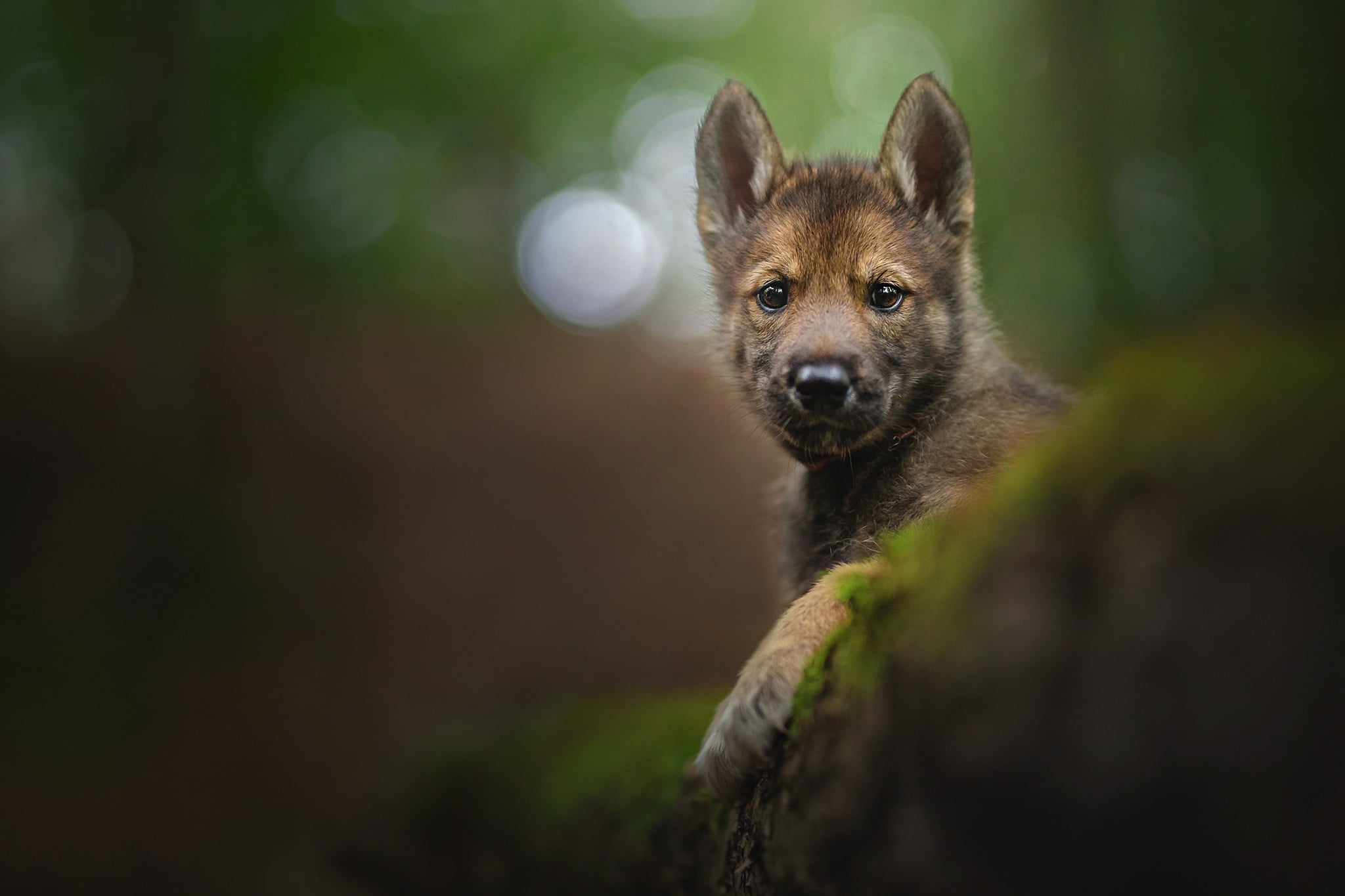 The tamaskan dog, look, doggie, 1080P, face, portrait, bokeh, puppy, HD Wallpaper
