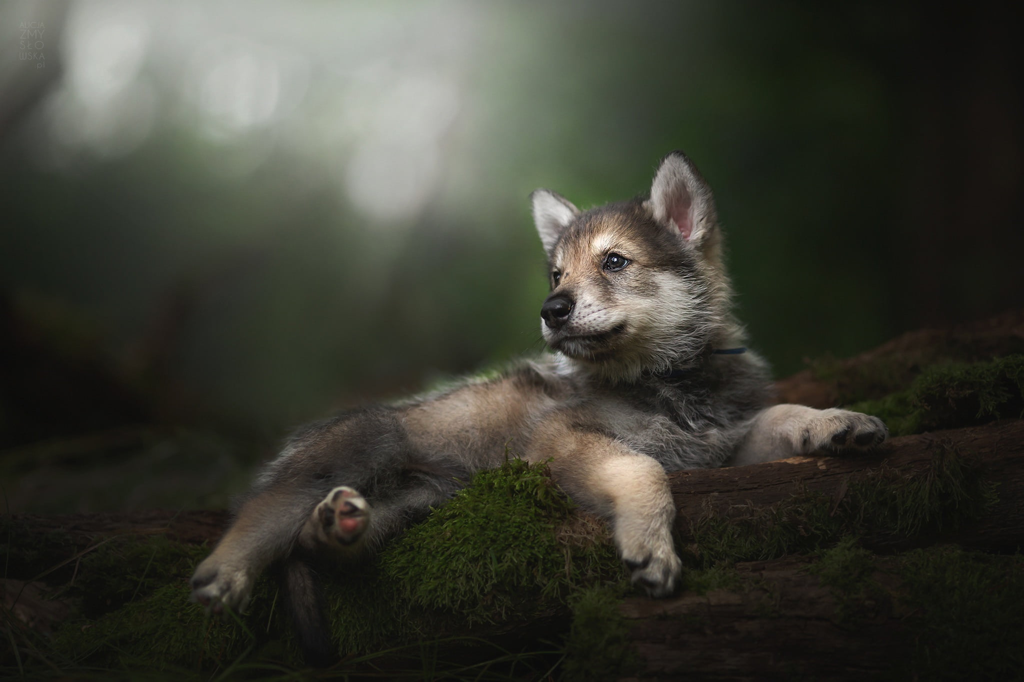 bokeh, The tamaskan dog, 1080P, baby, puppy, HD Wallpaper