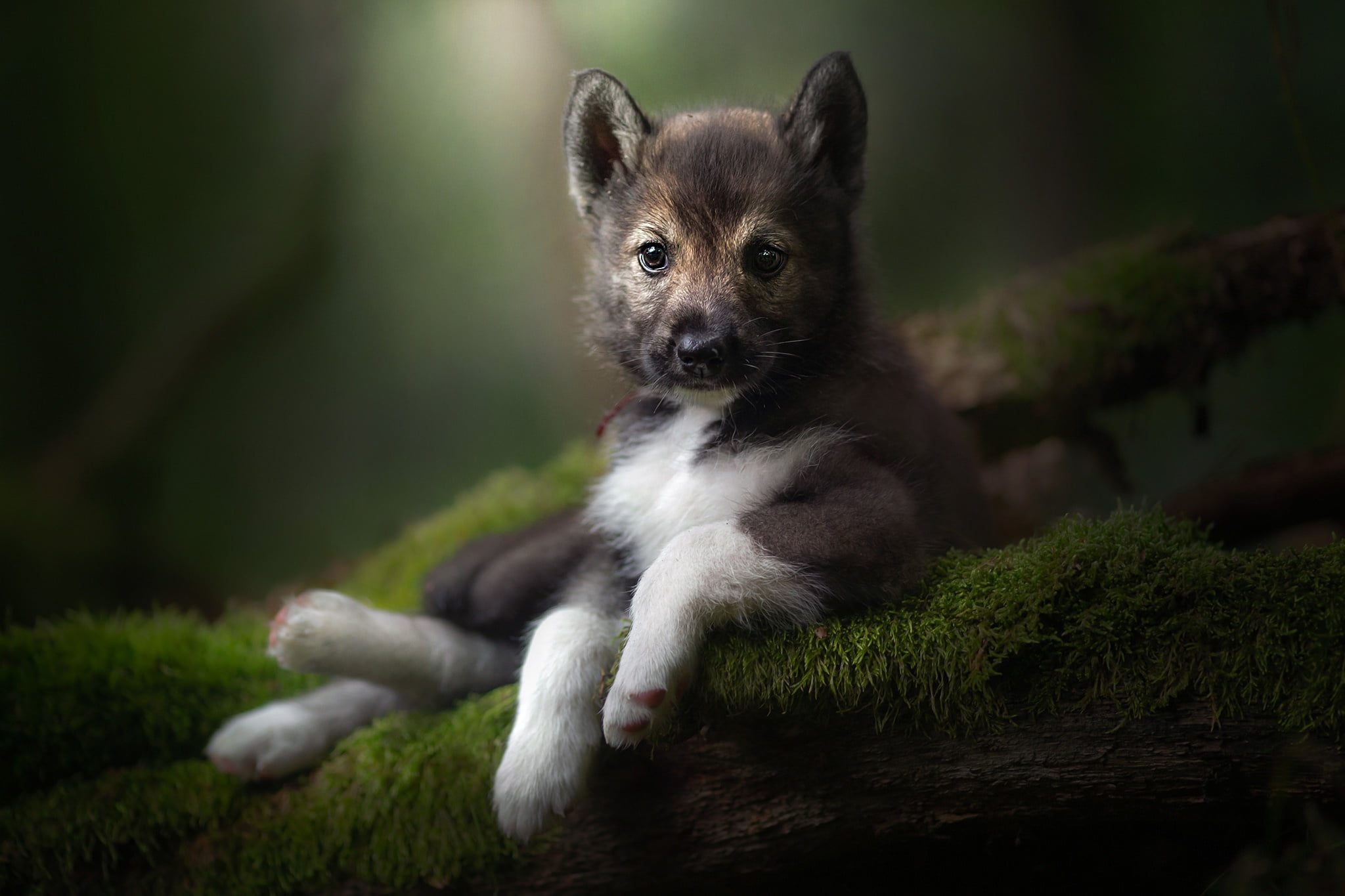 look, portrait, The tamaskan dog, 1080P, puppy, moss, HD Wallpaper