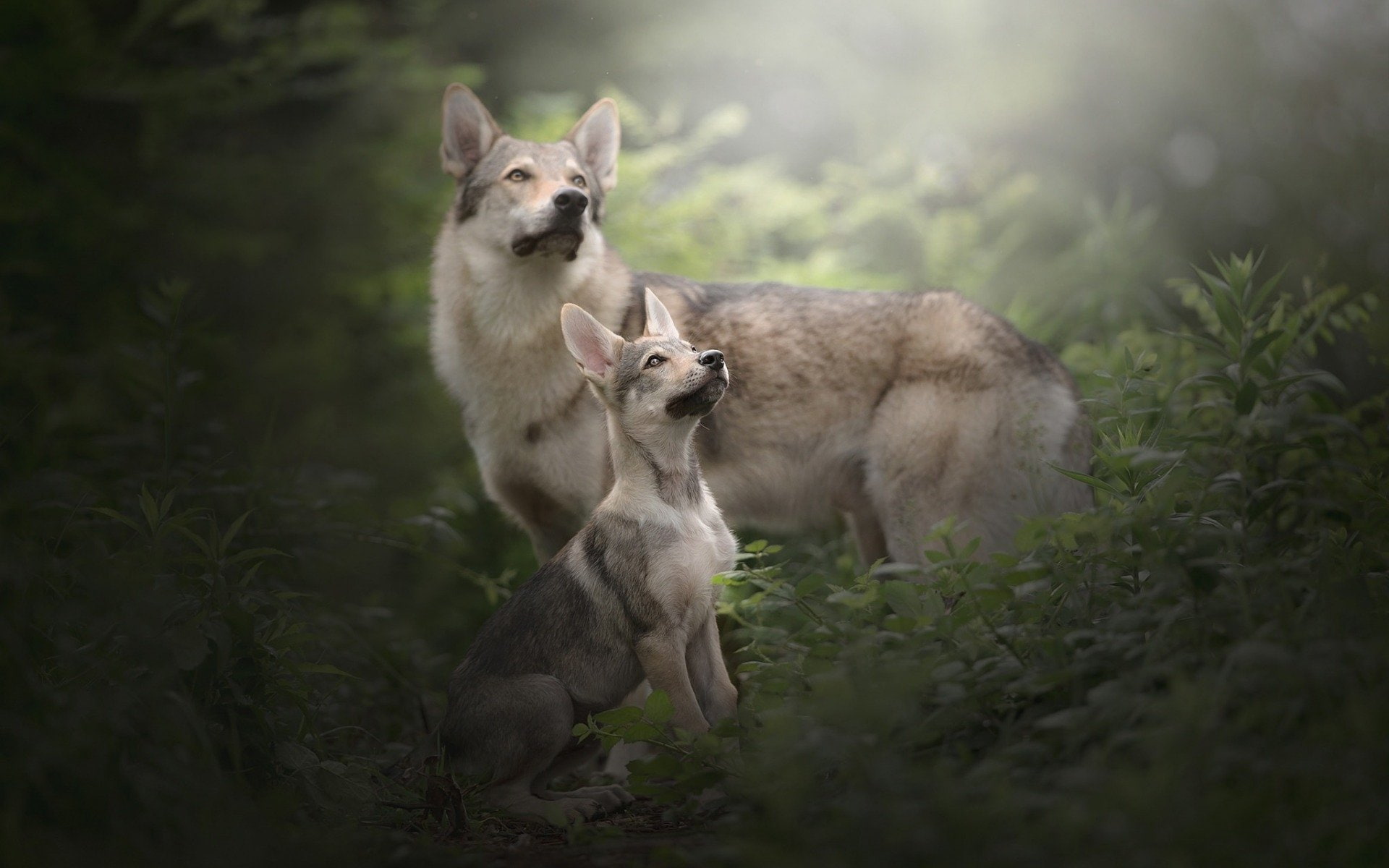 Wolfdog, 1080P, Puppy, Dogs, Baby Animal, HD Wallpaper