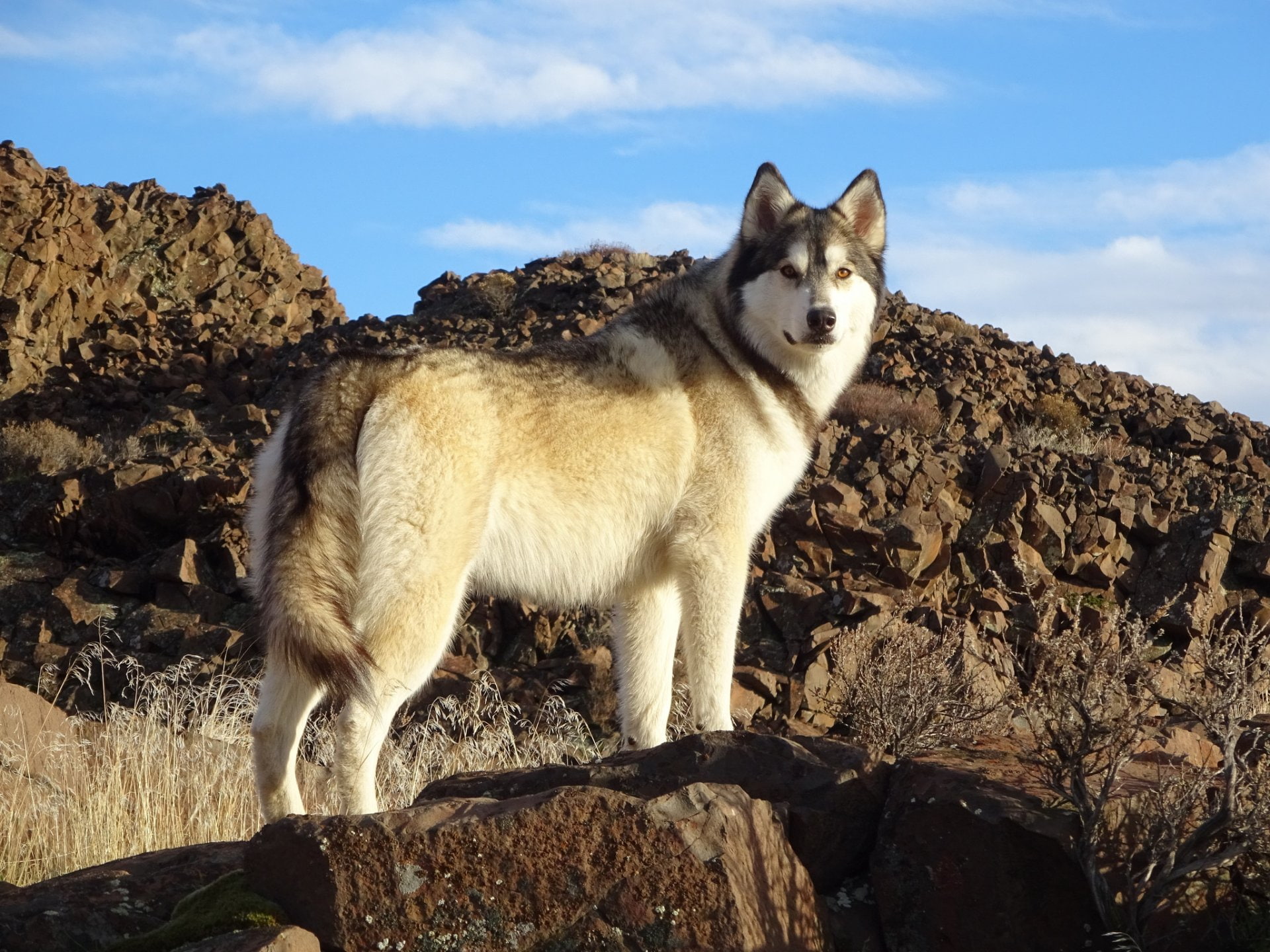 1080P, Dogs, Wolfdog, HD Wallpaper