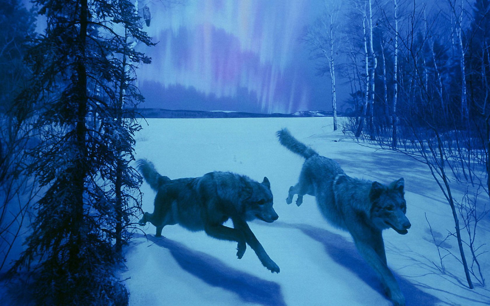 dog, vertebrate, Wildlife, animal themes, animal wildlife, no people, wolfdogs, forest, tree, outdoors, herbivorous, gray, winter, land, group of animals, HD Wallpaper