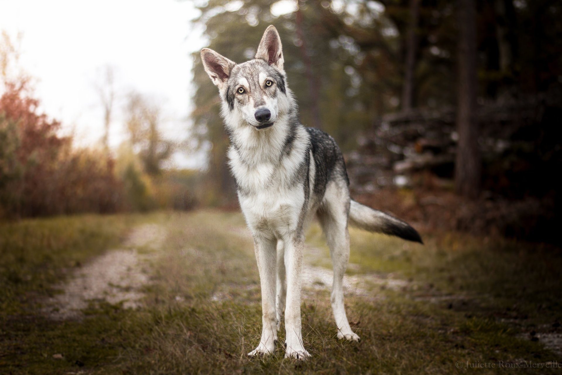 1080P, Dogs, Wolfdog, HD Wallpaper