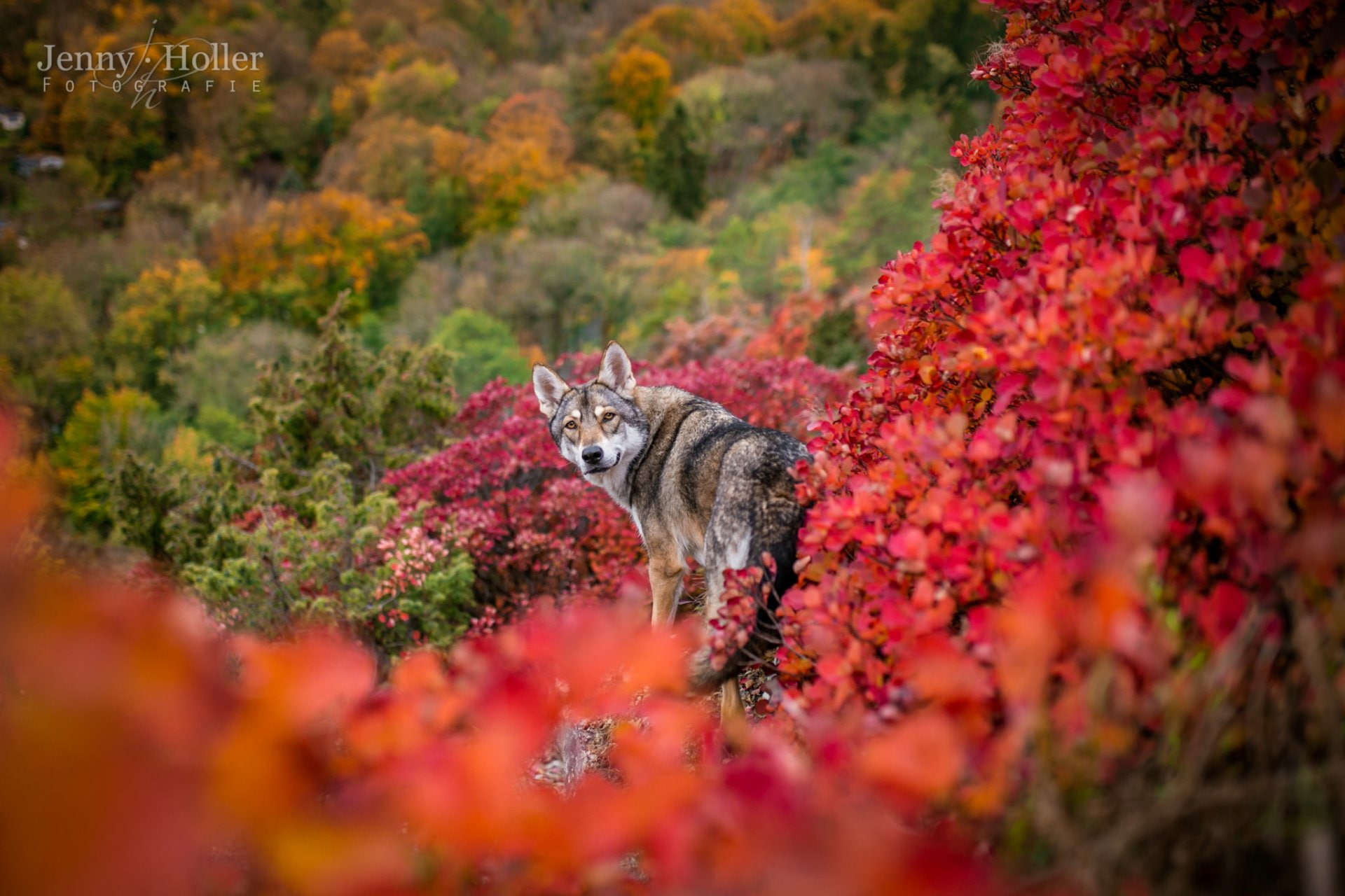 Saarloos Wolfdog, Dog, Dogs, 1080P, Wolfdog, HD Wallpaper