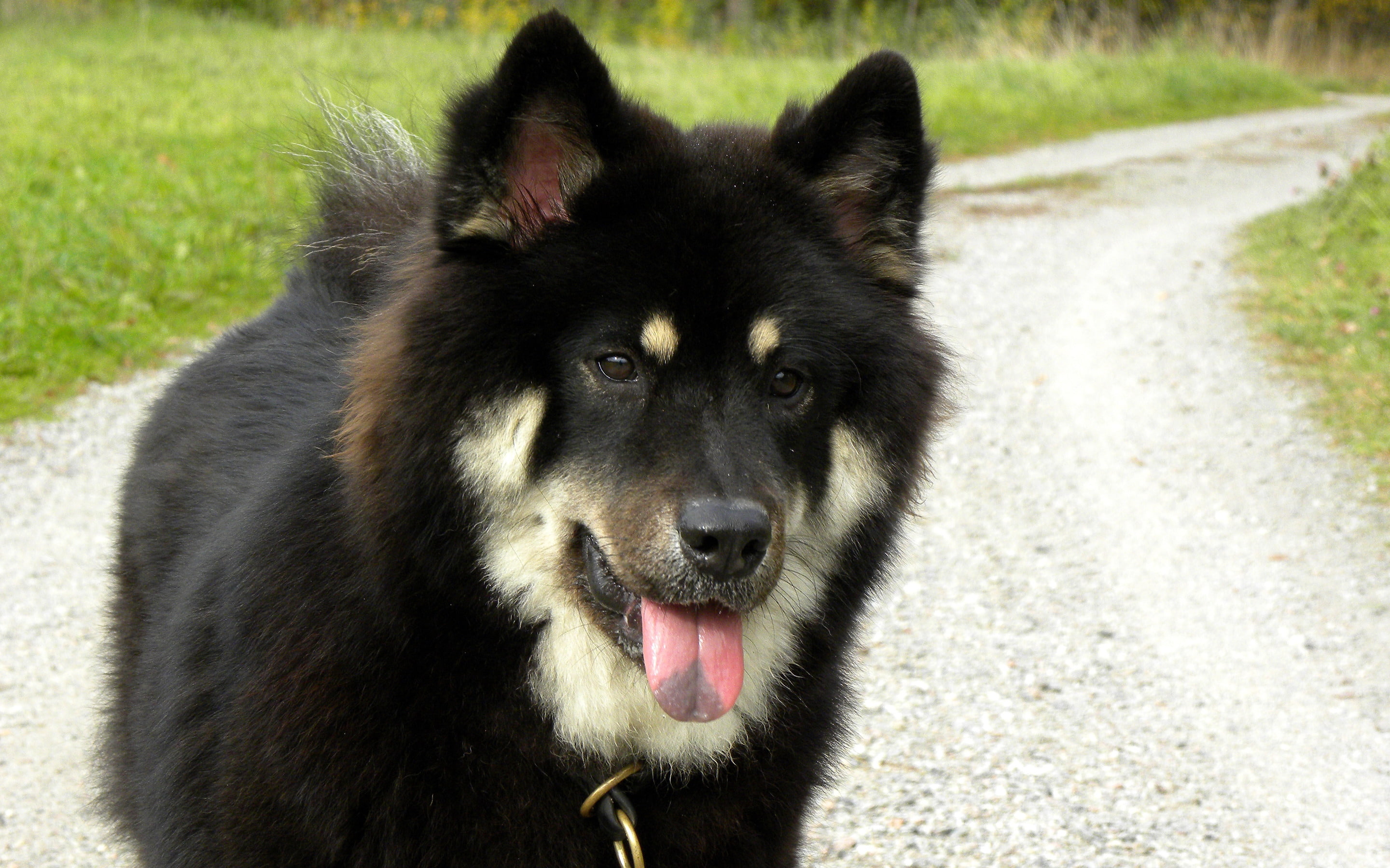 wolfdog, saarloos, black, 2K, HD Wallpaper
