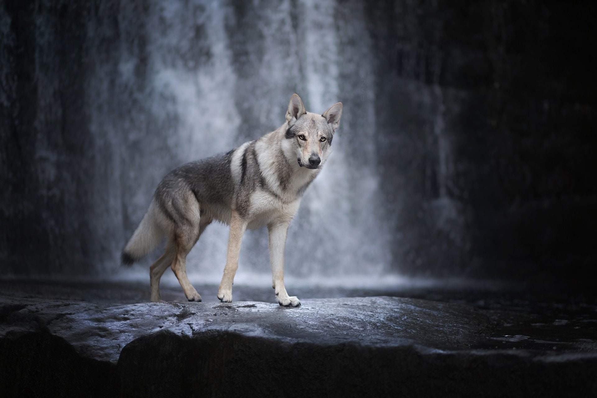 1080P, Pet, Dogs, Wolfdog, Waterfall, Dog, HD Wallpaper