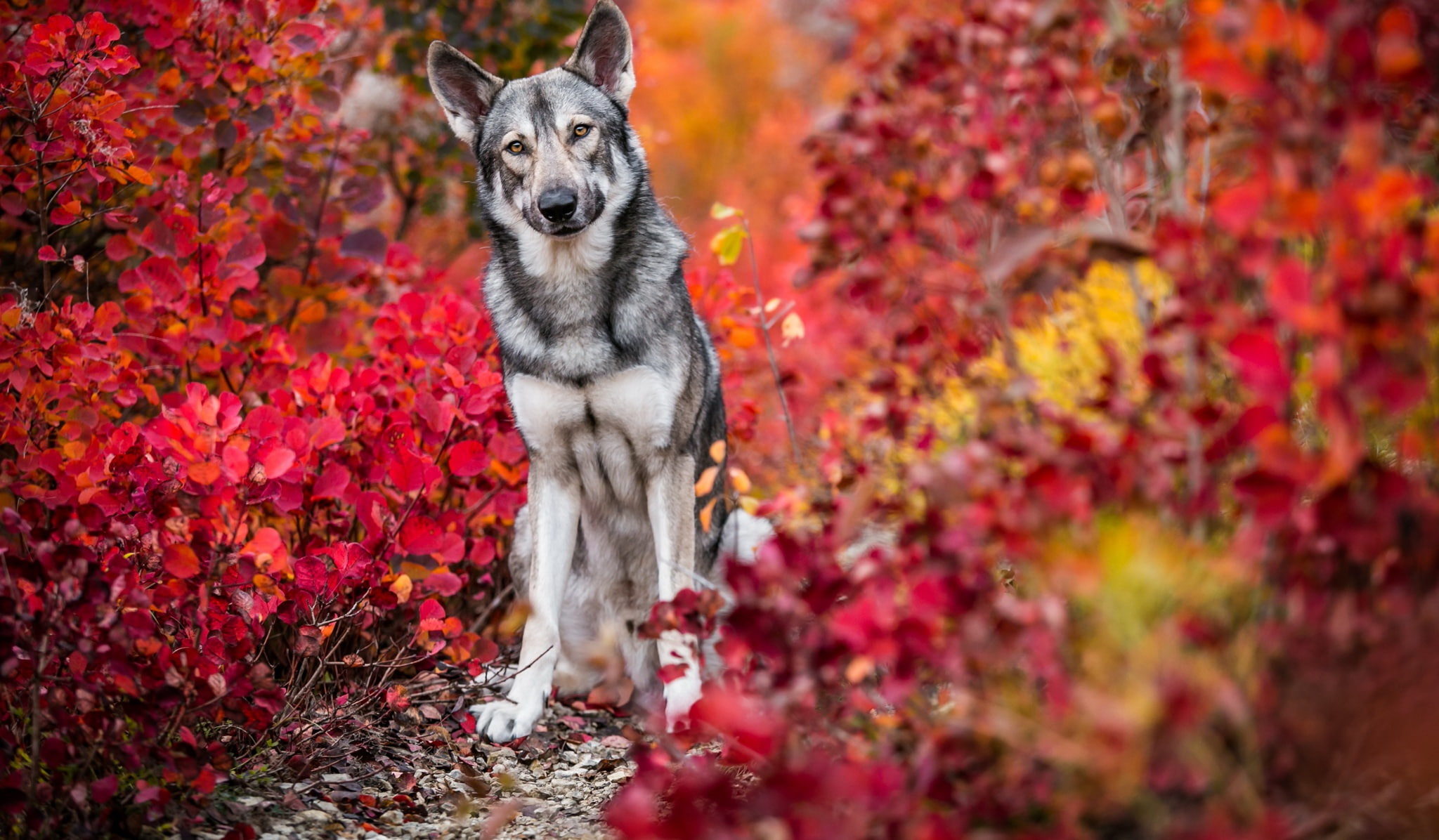 Wolfdog, Fall, 1080P, Dogs, Pet, Dog, Leaf, HD Wallpaper