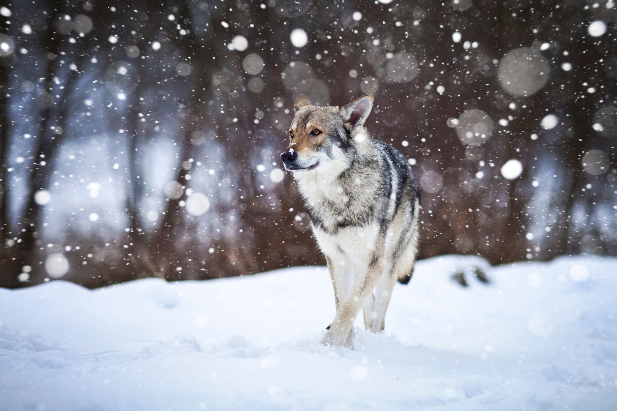 Wolfdog, snow, 1080P, dog, HD Wallpaper