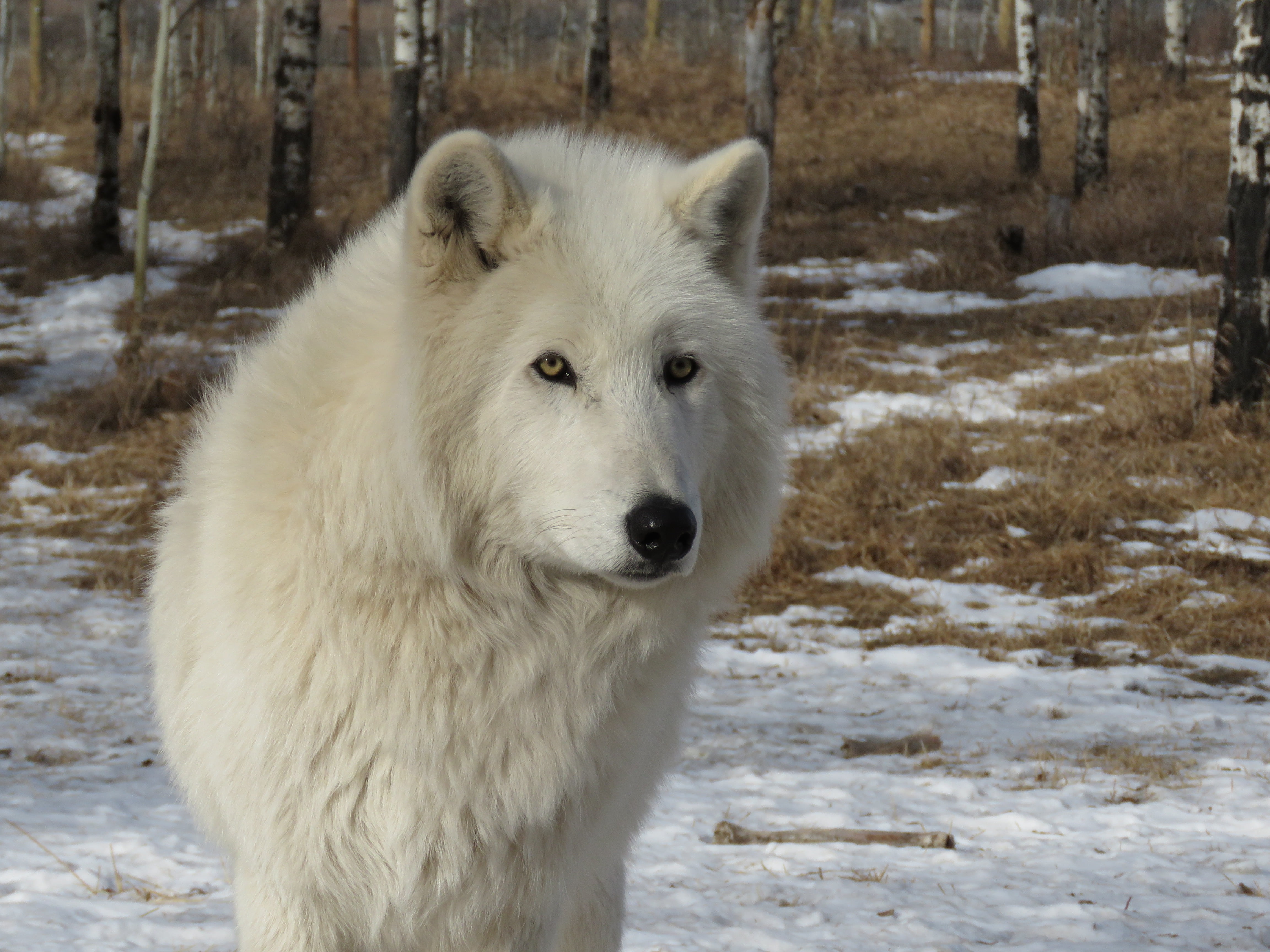animal head, cold temperature, purebred Dog, sanctuary, one Animal, albino, domestic animals, rescue, snow, day, nature, white color, arctic wolfdog, pets, HD Wallpaper