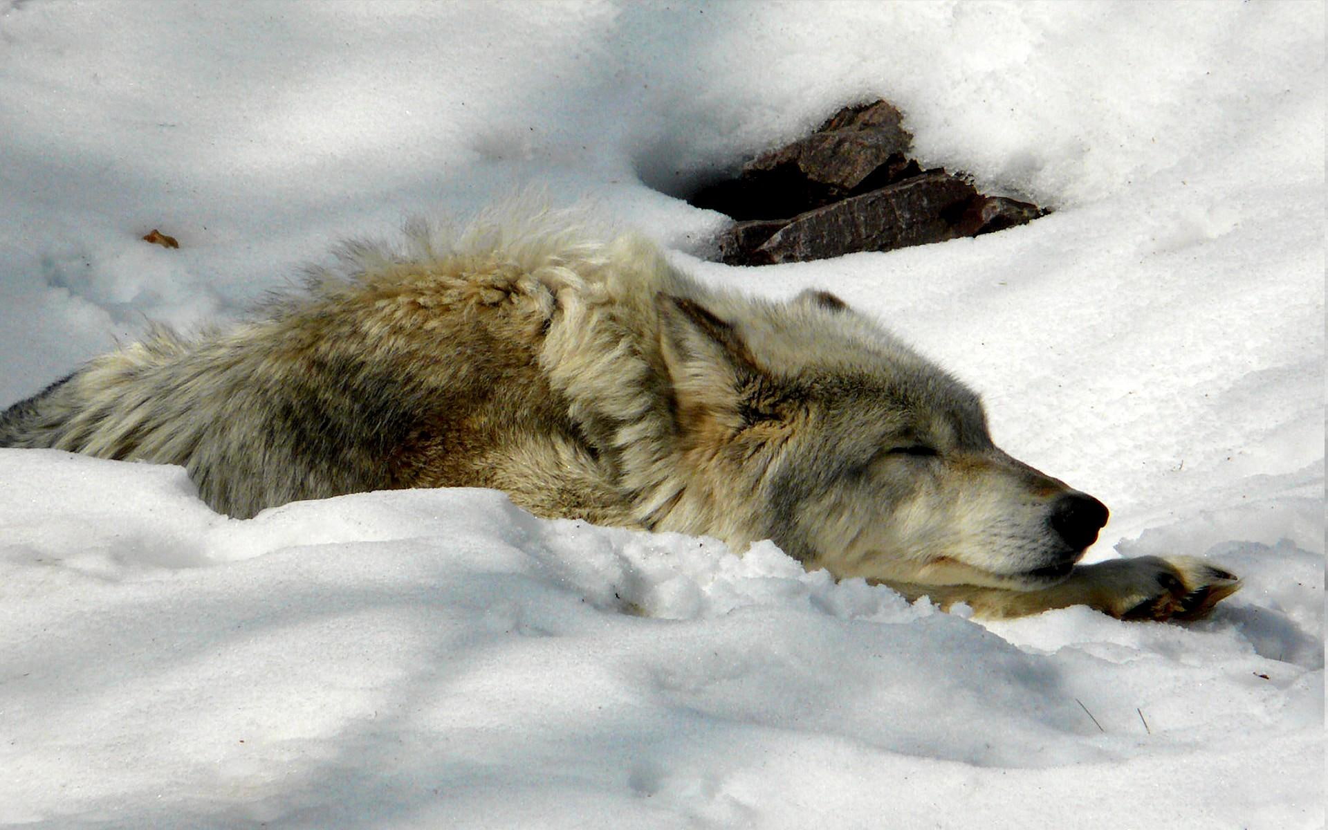 wolf, winter, brown, cool, black, white, animals, snow, 1080P, arctic, HD Wallpaper