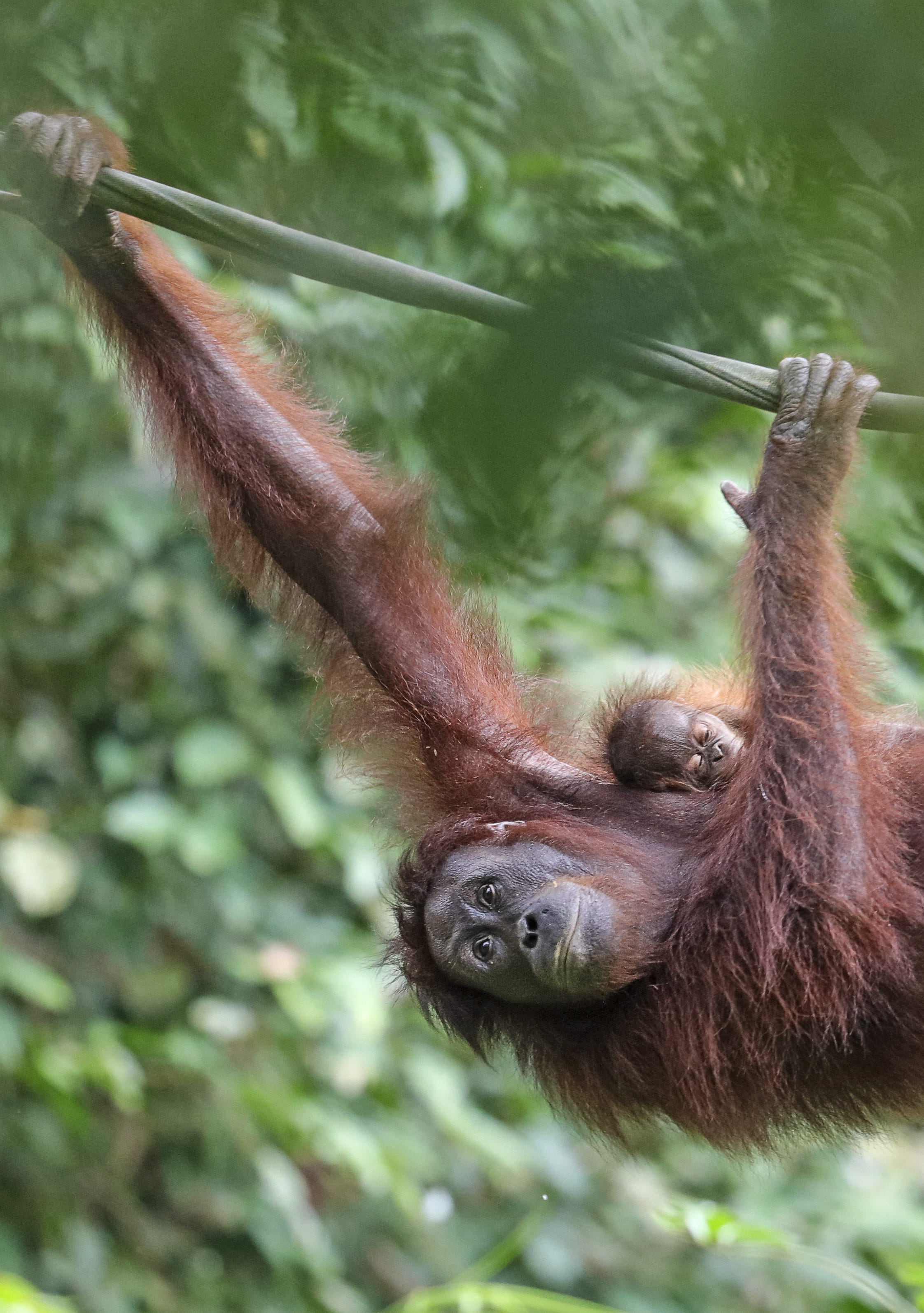 orangutan, animal themes, monkey, one animal, sepilok orangutan rehabilitation centre, 2K, climbing, rainforest, vertebrate, nature, day, brown, tree, Phone HD Wallpaper