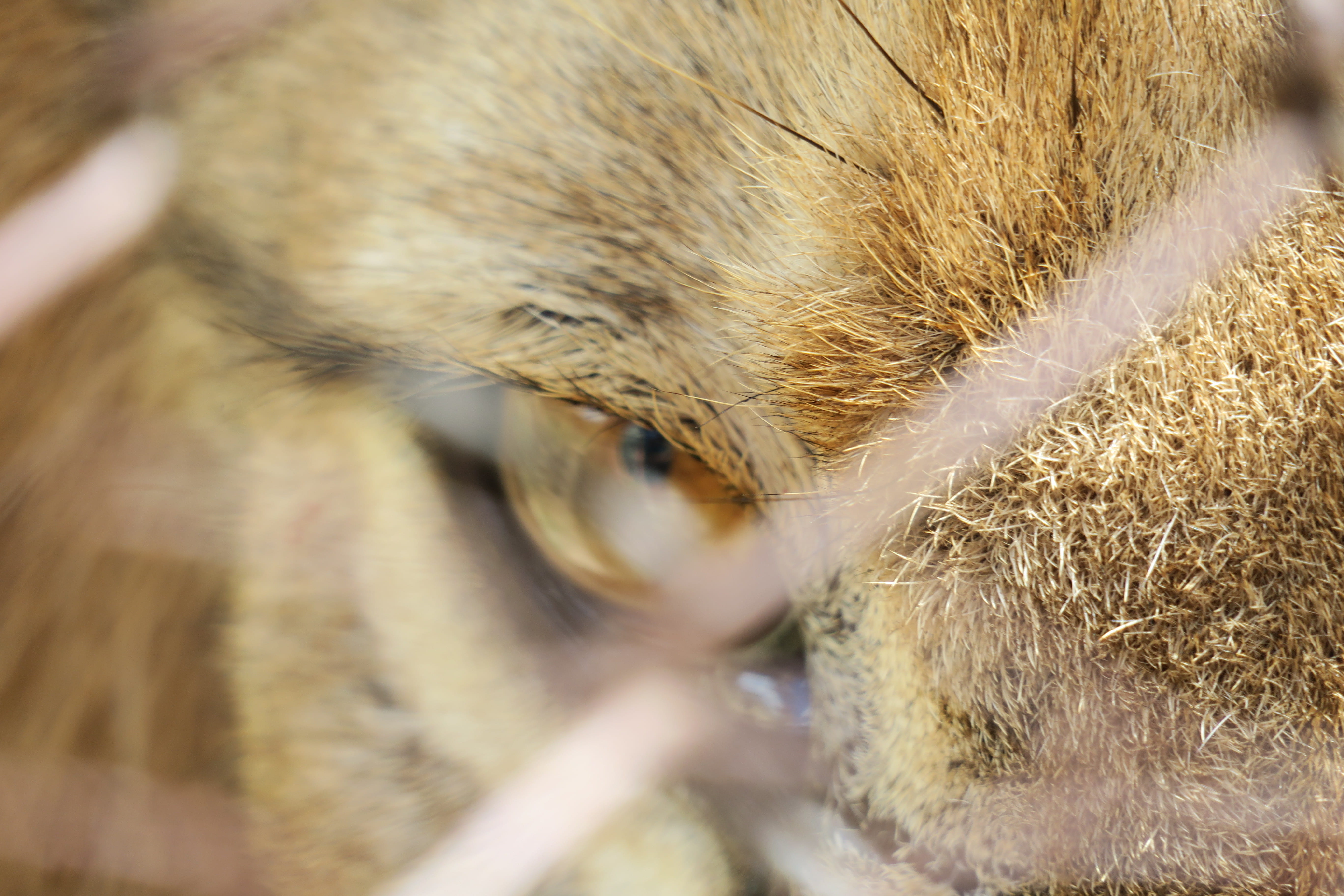 eye, domestic animals, 5K, moholoholo, pets, rehabilitation, close-up, no people, one animal, domestic, feline, mammal, animal eye, livestock, vertebrate, HD Wallpaper