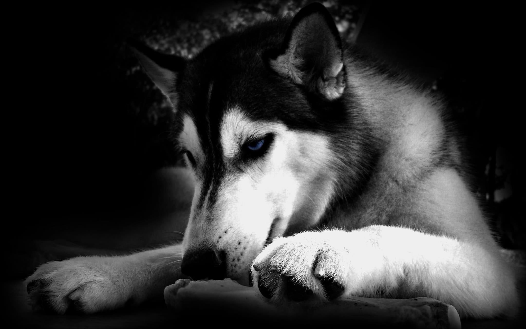 1080P, huskie, animals, animal, angry, dog, HD Wallpaper