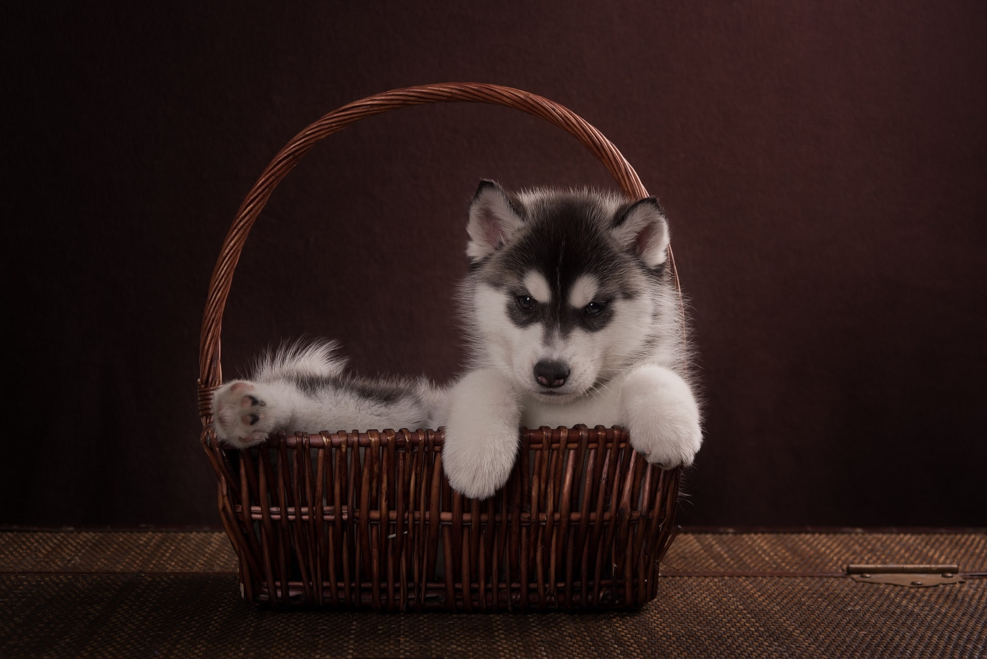 domestic, studio shot, mammal, looking at camera, kitten, container, Animal, animal themes, dogs, domestic cat, one animal, cat, portrait, no people, young animal, HD Wallpaper