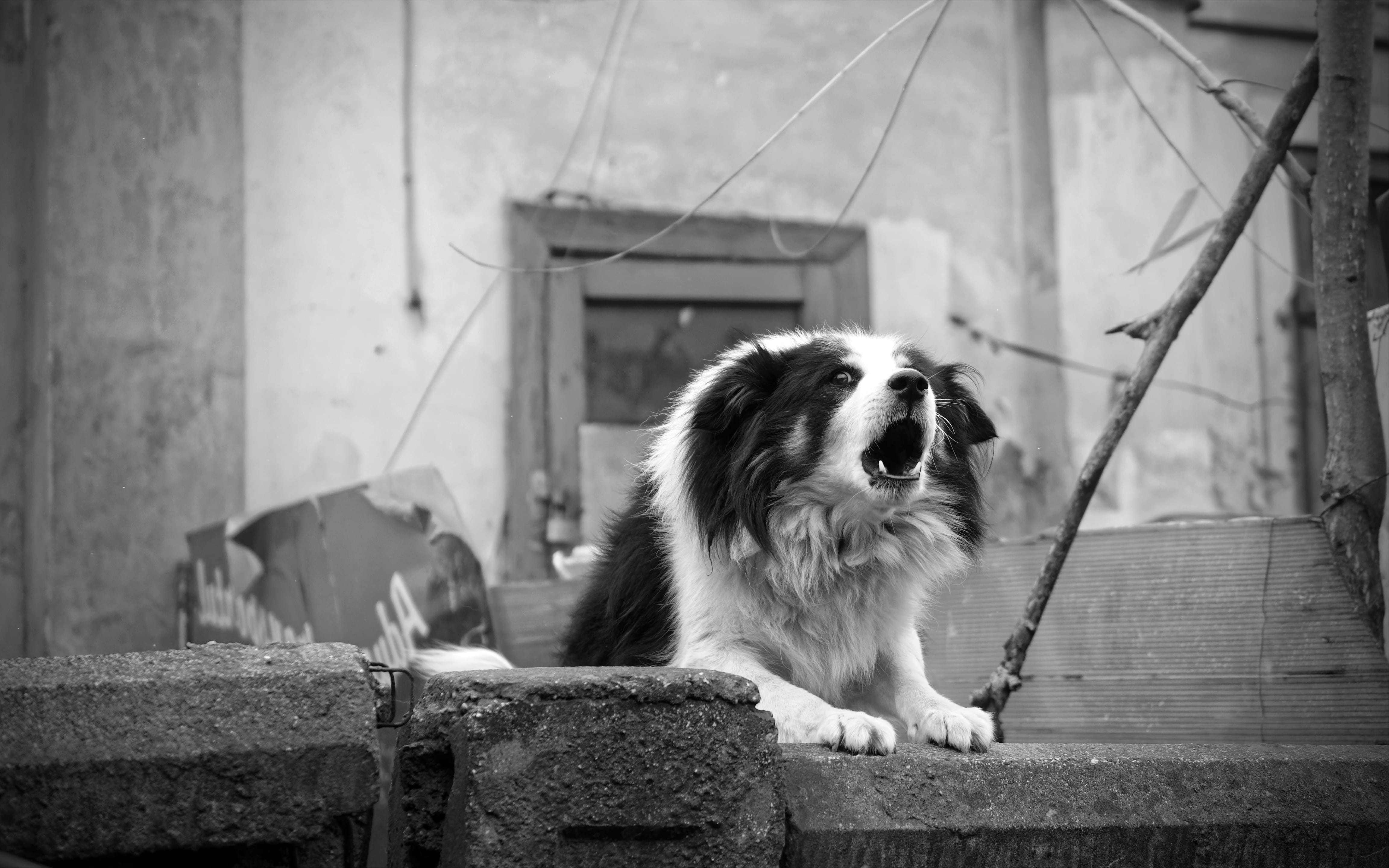 cute, dog, monochrome, purebred, mammal, photo, fur, day, building exterior, animal, outdoors, built structure, one animal, 4K, no people, collie, domestic, HD Wallpaper
