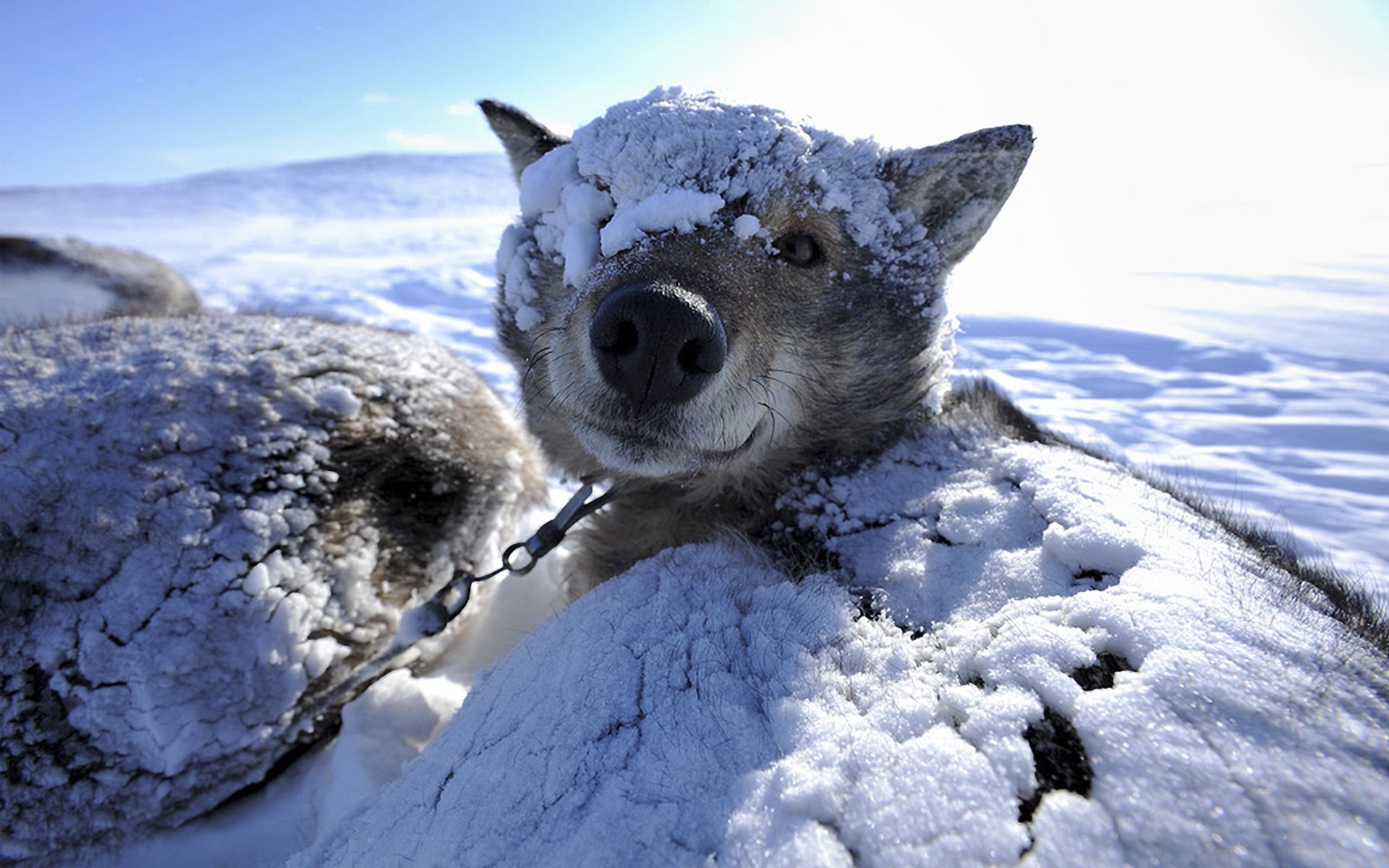 mammal, animal head, gray, animal Nose, animal, close-up, forest, animal themes, pets, frozen, cold - Temperature, one Animal, beauty In Nature, 1080P, HD Wallpaper