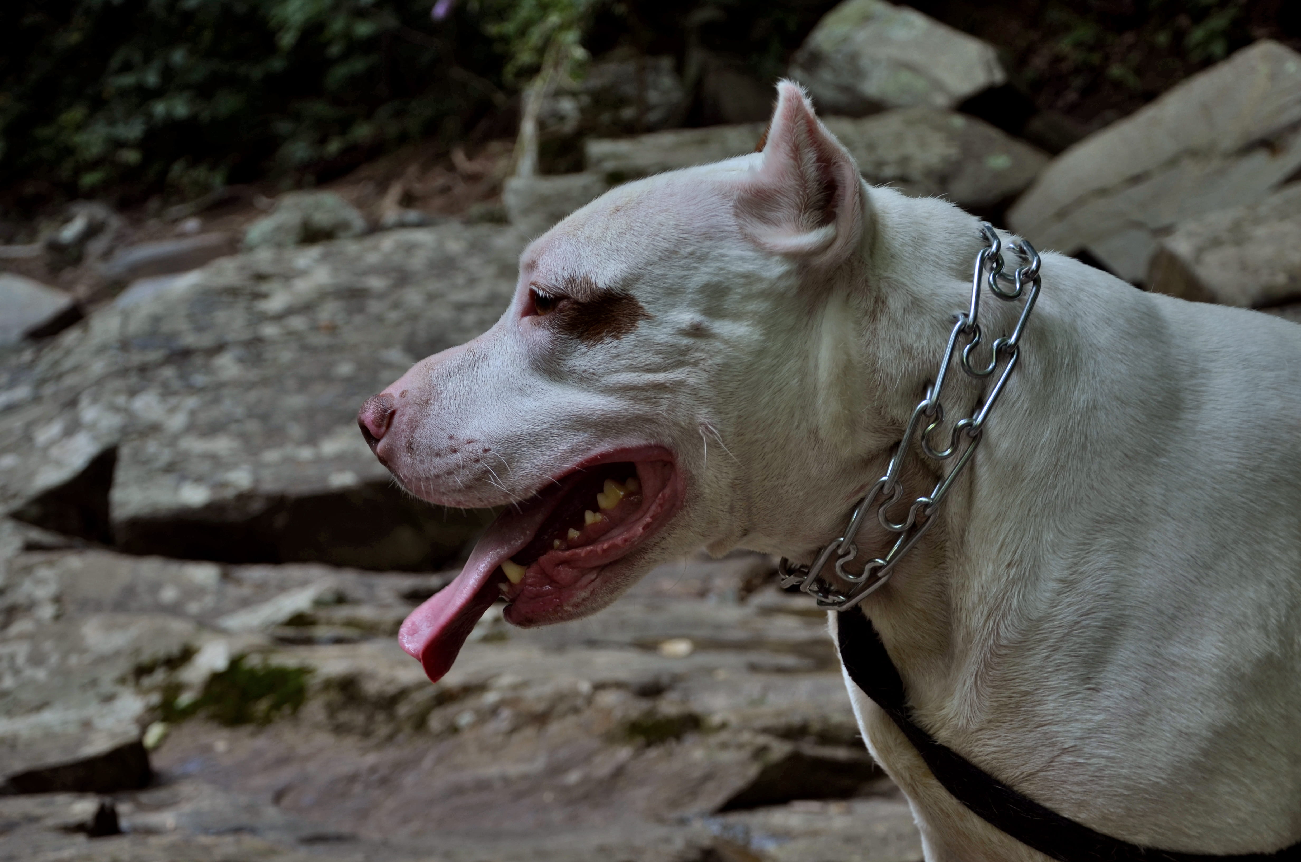 animal head, staffordshire, looking away, adventures, pit bull, canine, 4K, day, animal tongue, pitbull terrier, one animal, pets, chain, dogs, american pitbull terrier, HD Wallpaper