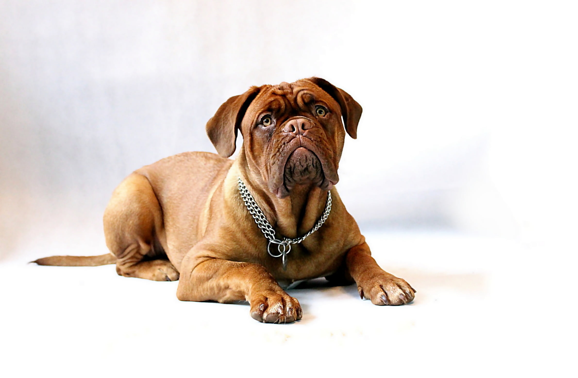 one animal, dogue de bordeaux, burgundy, animal themes, chain, puppy, looking at camera, animal head, female, boxer, sitting, bordeaux, pets, domestic animals, HD Wallpaper