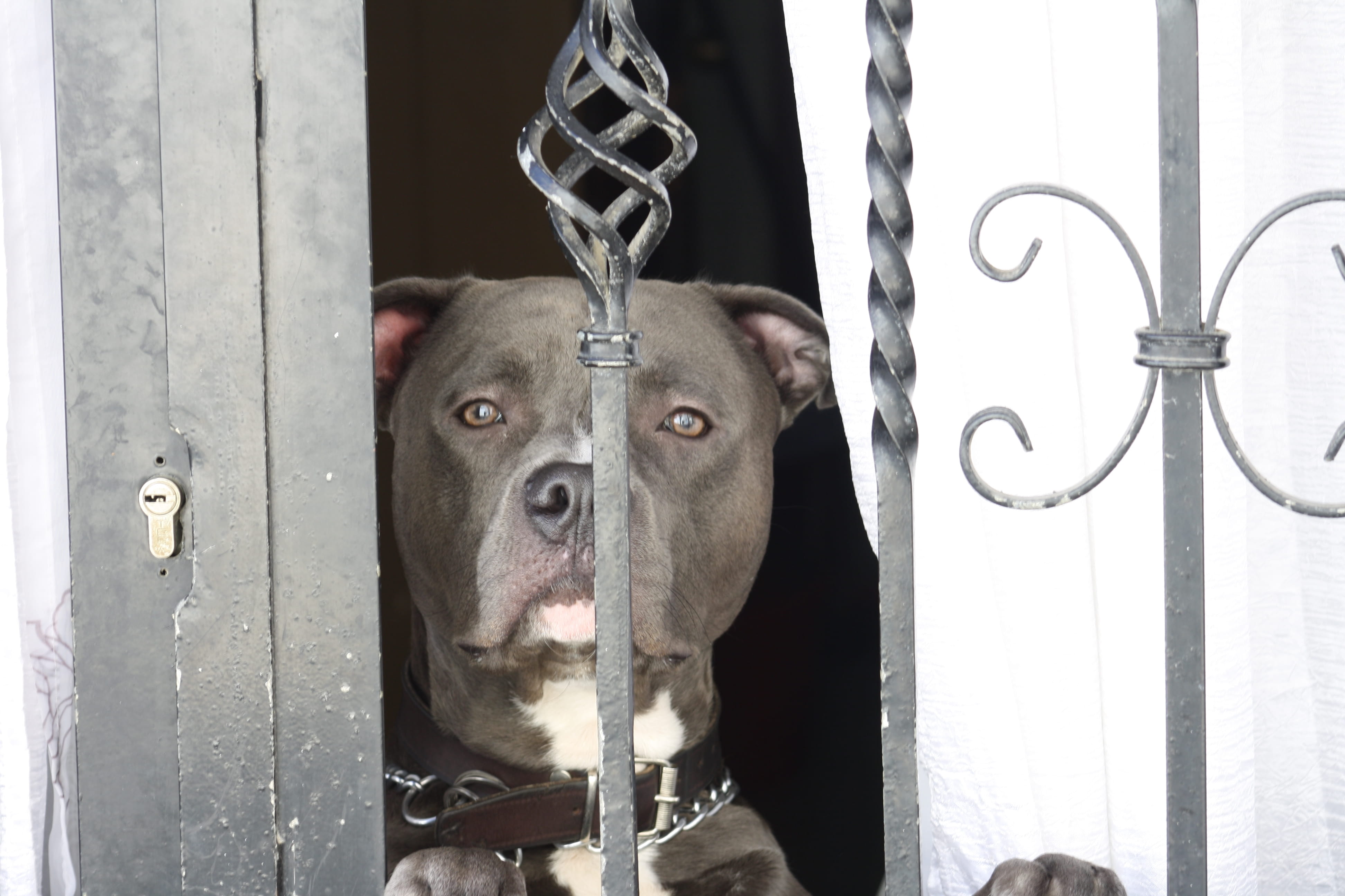 one animal, fierce, portrait, pets, domestic animals, animal, day, chain, entrance, looking at camera, metal, no people, bars, dog, animal themes, close-up, HD Wallpaper