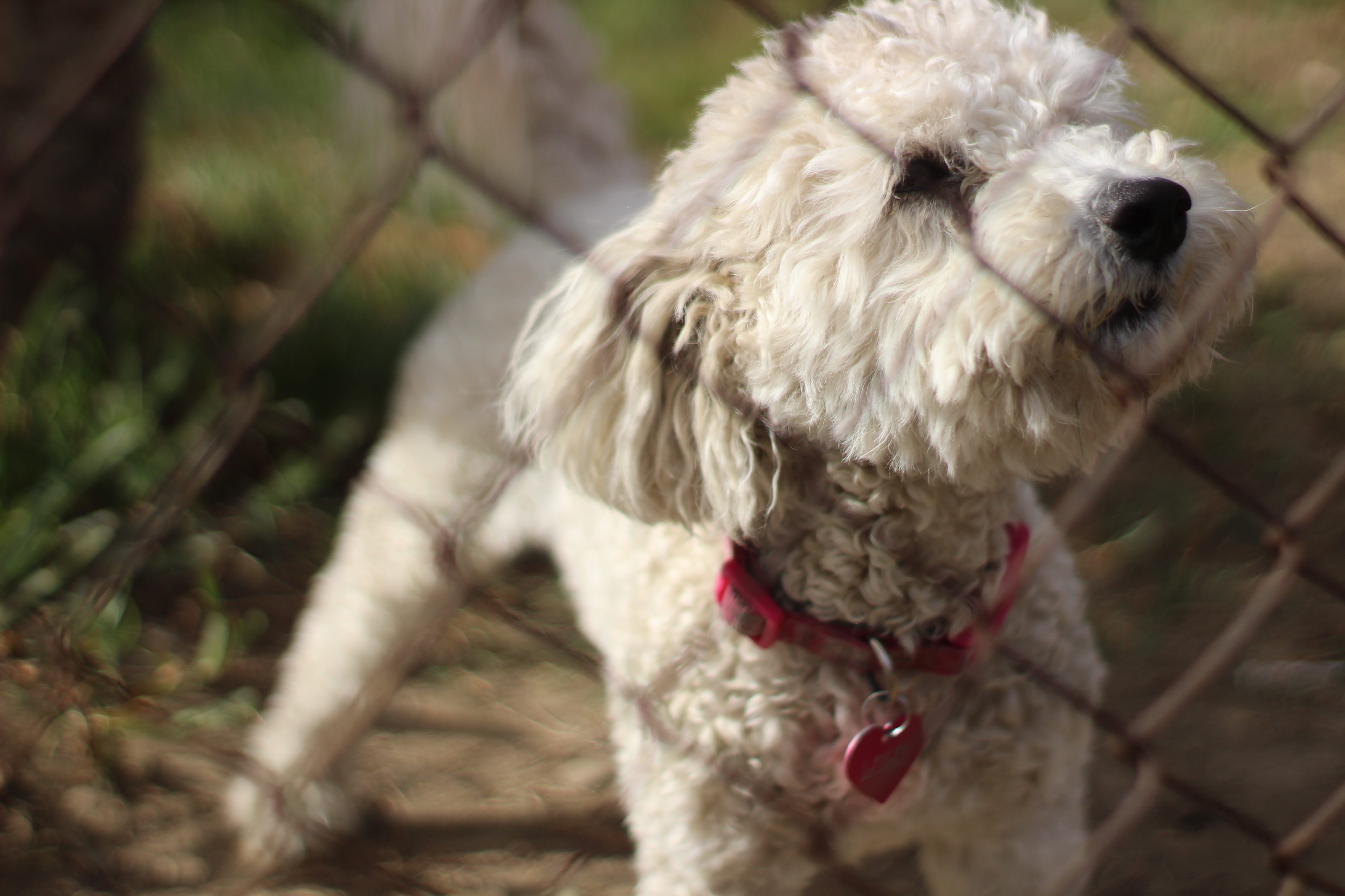 outdoors, photo, focus on foreground, poodle, chain link fence, adult, nature, one animal, small, selective, focus, mammal, close-up, link, canine, domestic, HD Wallpaper