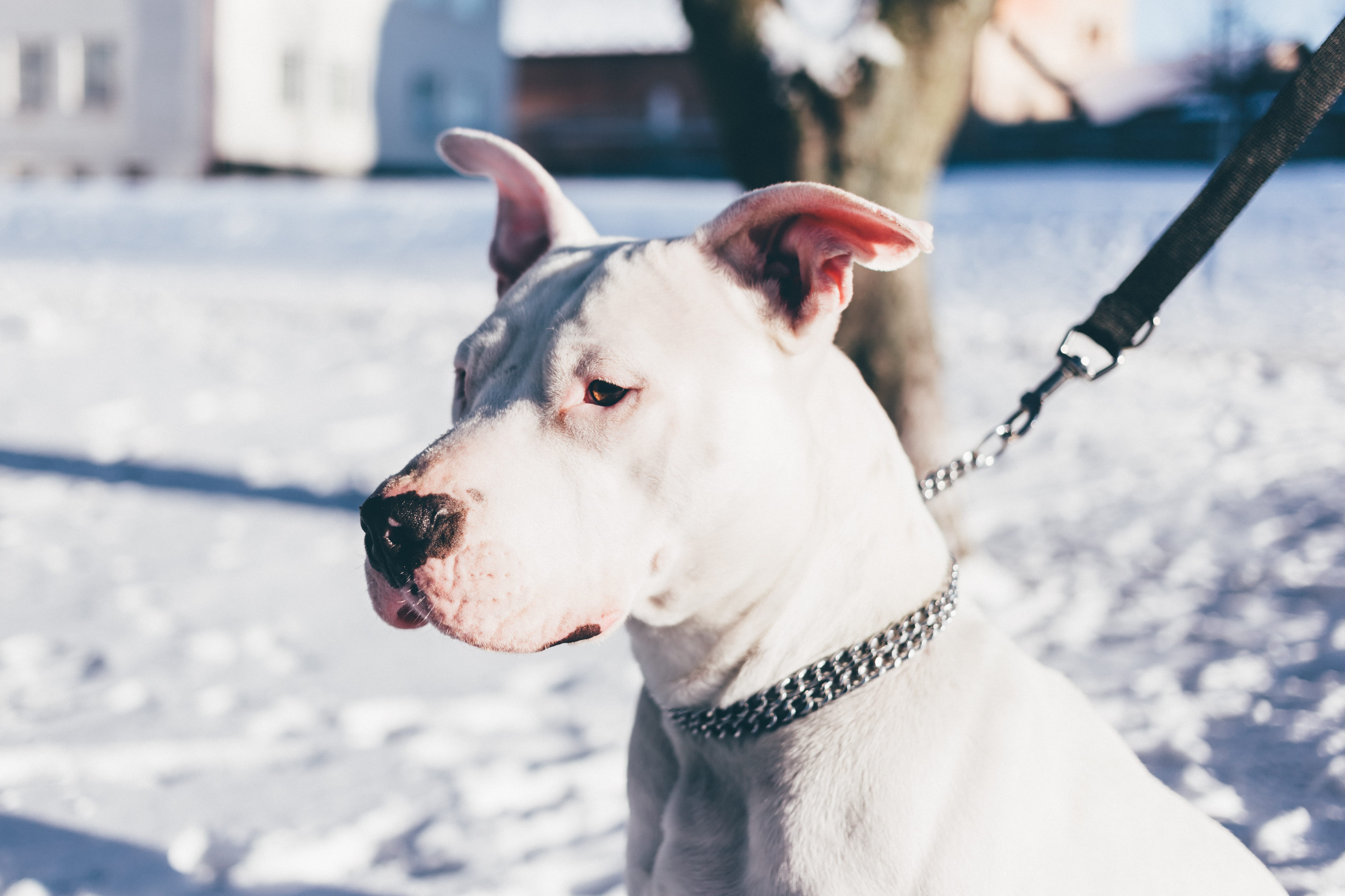 adult, collar, nature, pets, domestic animals, white, pet, cute, dog, cold temperature, winter, animal head, chain, near, canine, terrier, purebred, pitbull, HD Wallpaper