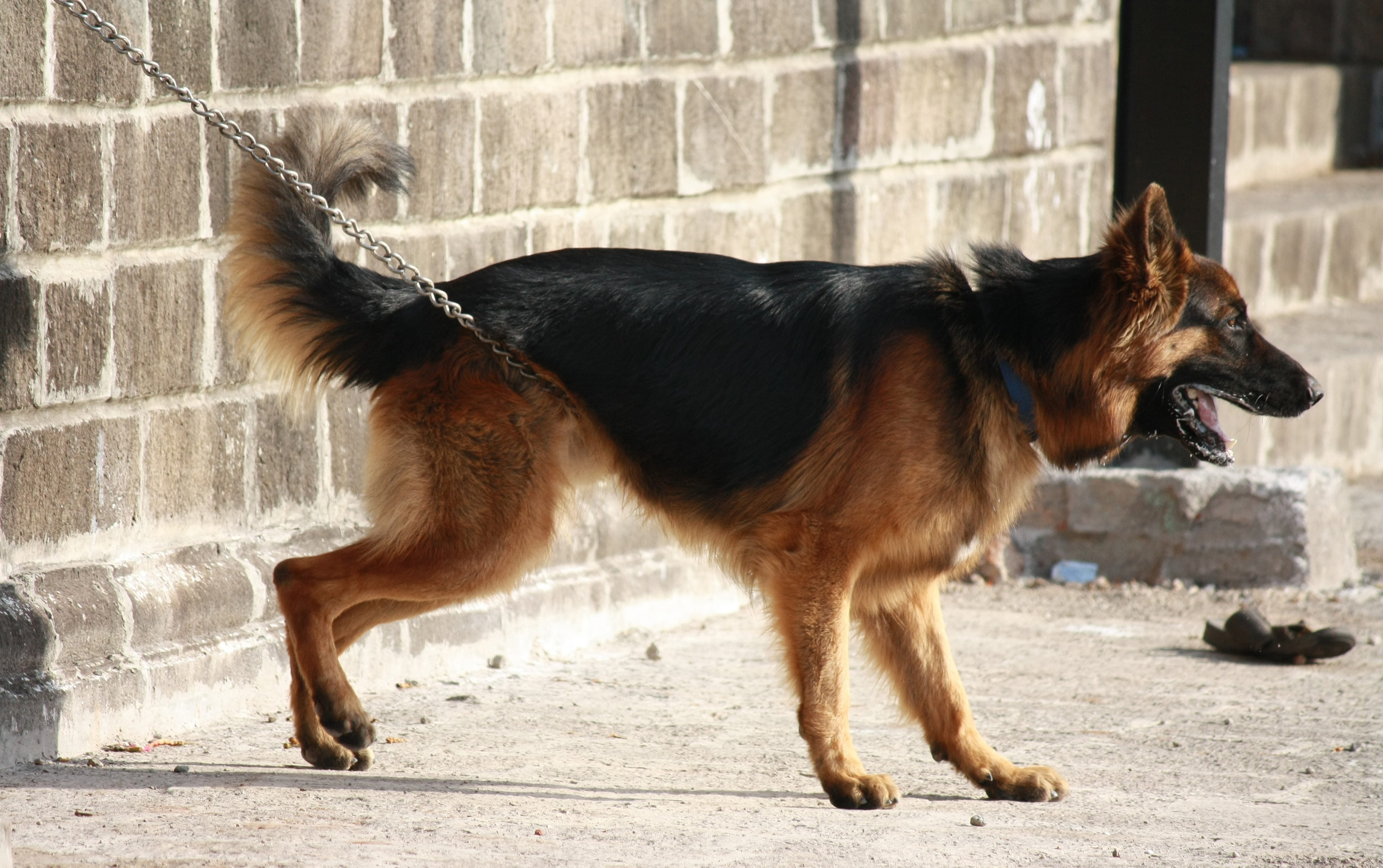 German Shephard, architecture, animal themes, side view, day, vertebrate, standing, Pet, breed, doggy, pets, mammal, no people, pedigree, Dog, looking, HD Wallpaper