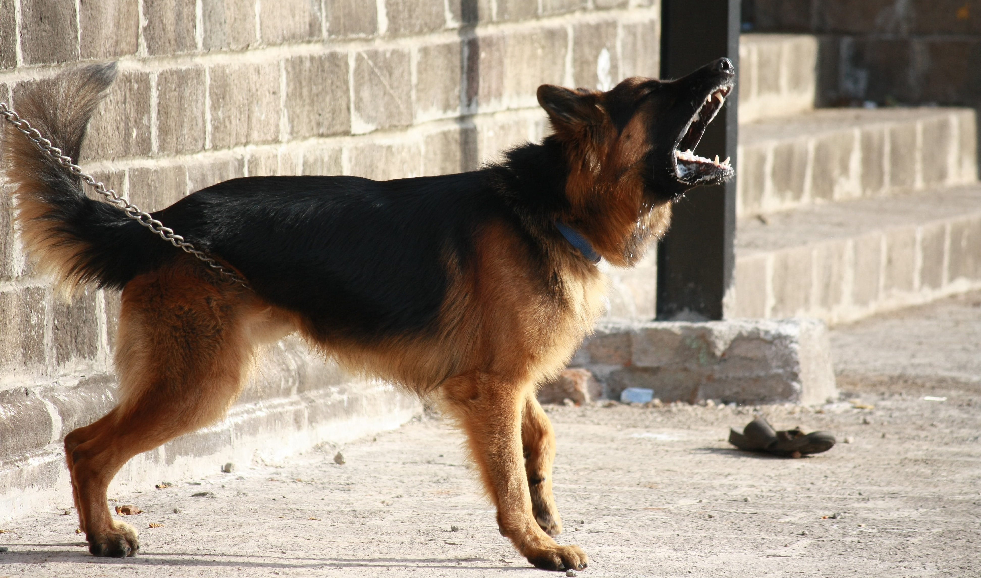barking, sunlight, full length, domestic, outdoors, side view, canine, breed, animal, pet, day, purebred Dog, looking, mammal, pets, no people, german, HD Wallpaper