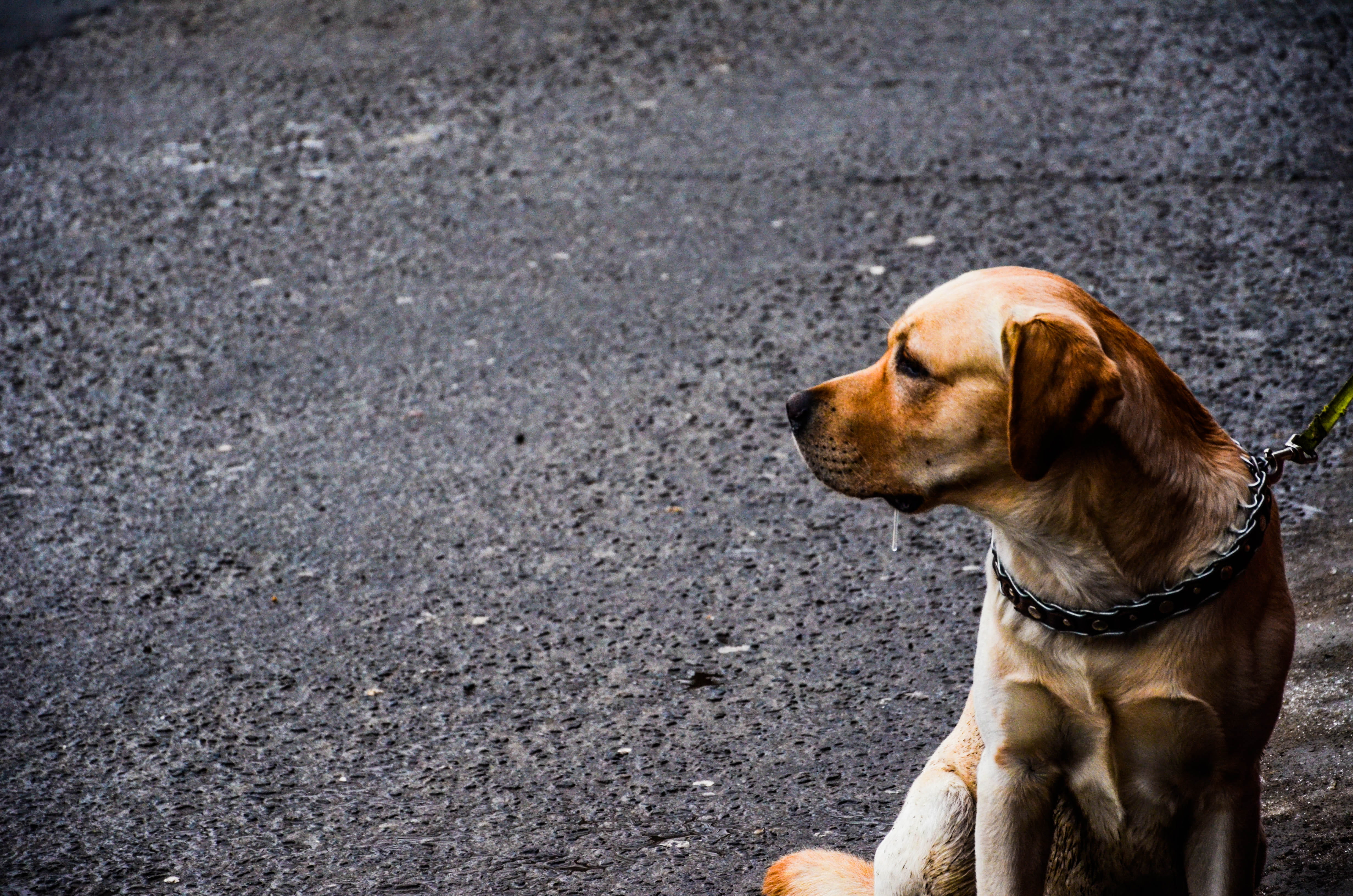 mammal, pets, one animal, pet, animal themes, dog, collar, road, relaxation, 4K, leash, looking, animal, chain, day, puppy, looking away, city, no people, HD Wallpaper