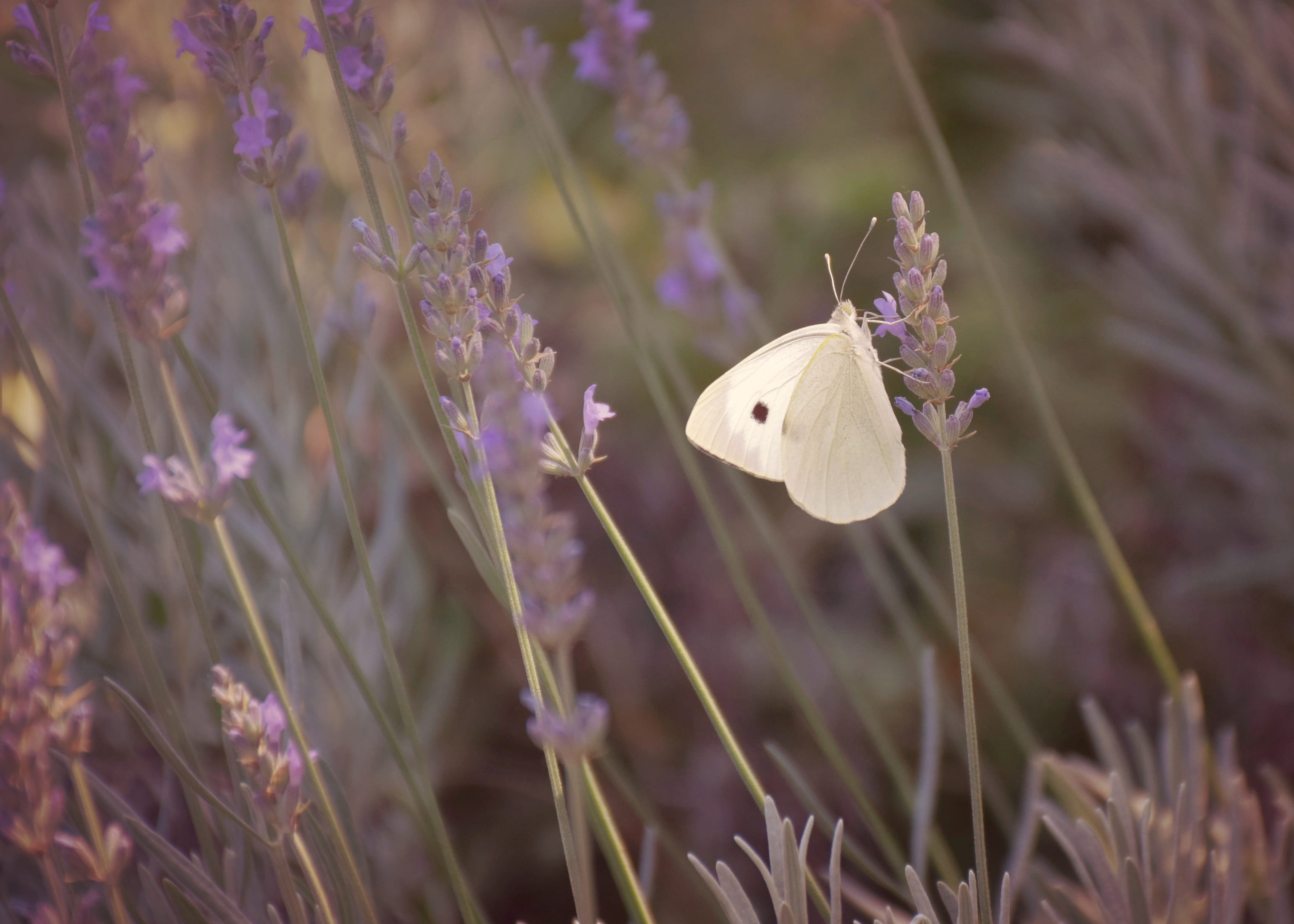 petal, wing, butterfly, 2K, nature, plant, pollination, fragility, animal wildlife, butterfly - insect, flower, summer, growth, animal themes, no people, HD Wallpaper